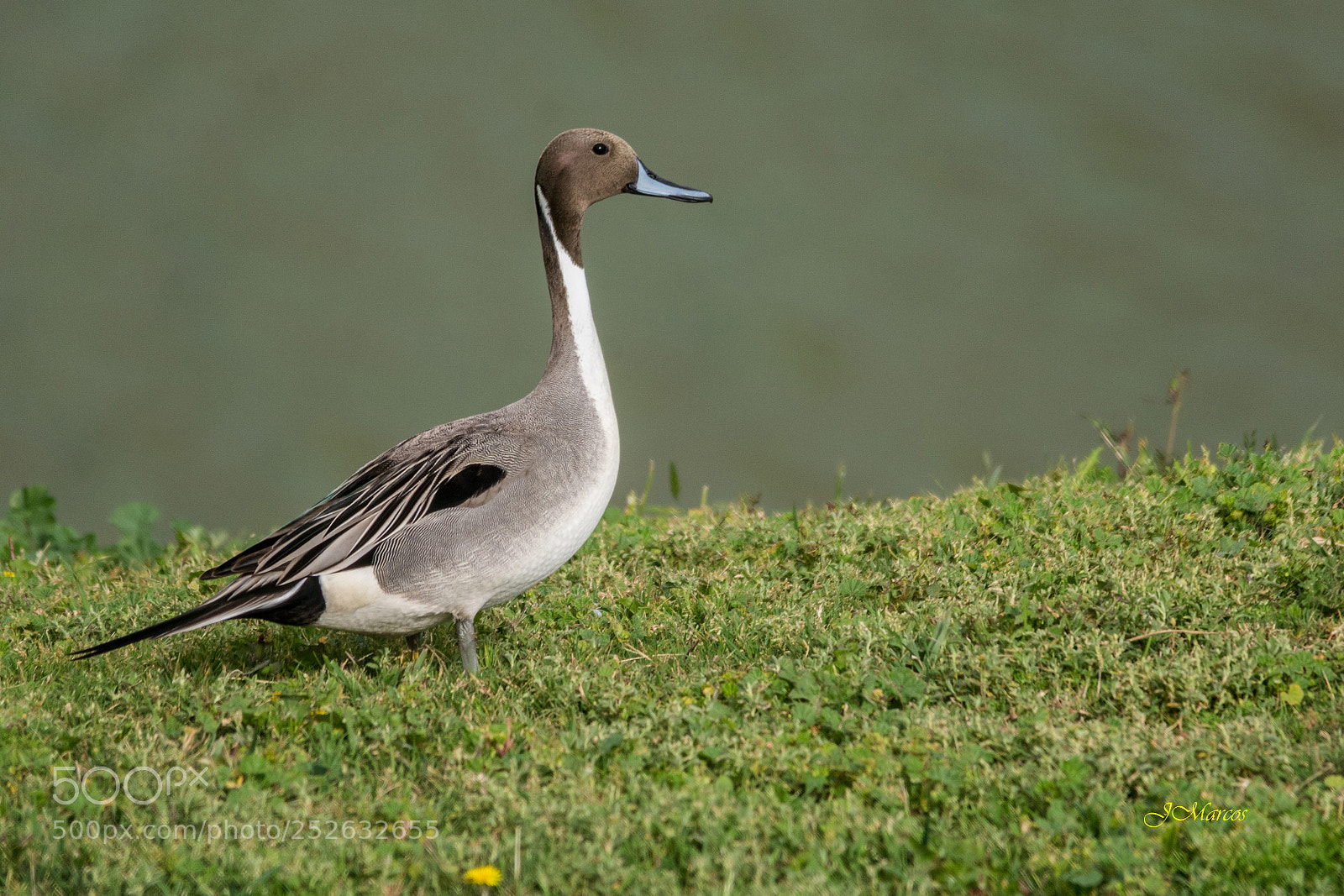 Nikon D7100 sample photo. Northern pintail photography