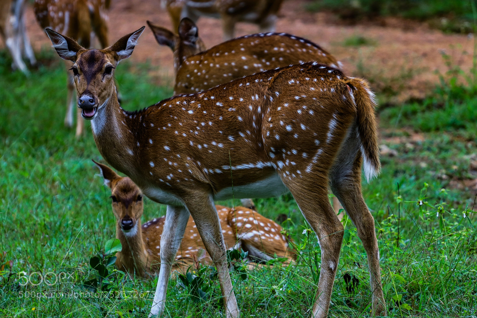Canon EOS 80D sample photo. Spotted deer photography