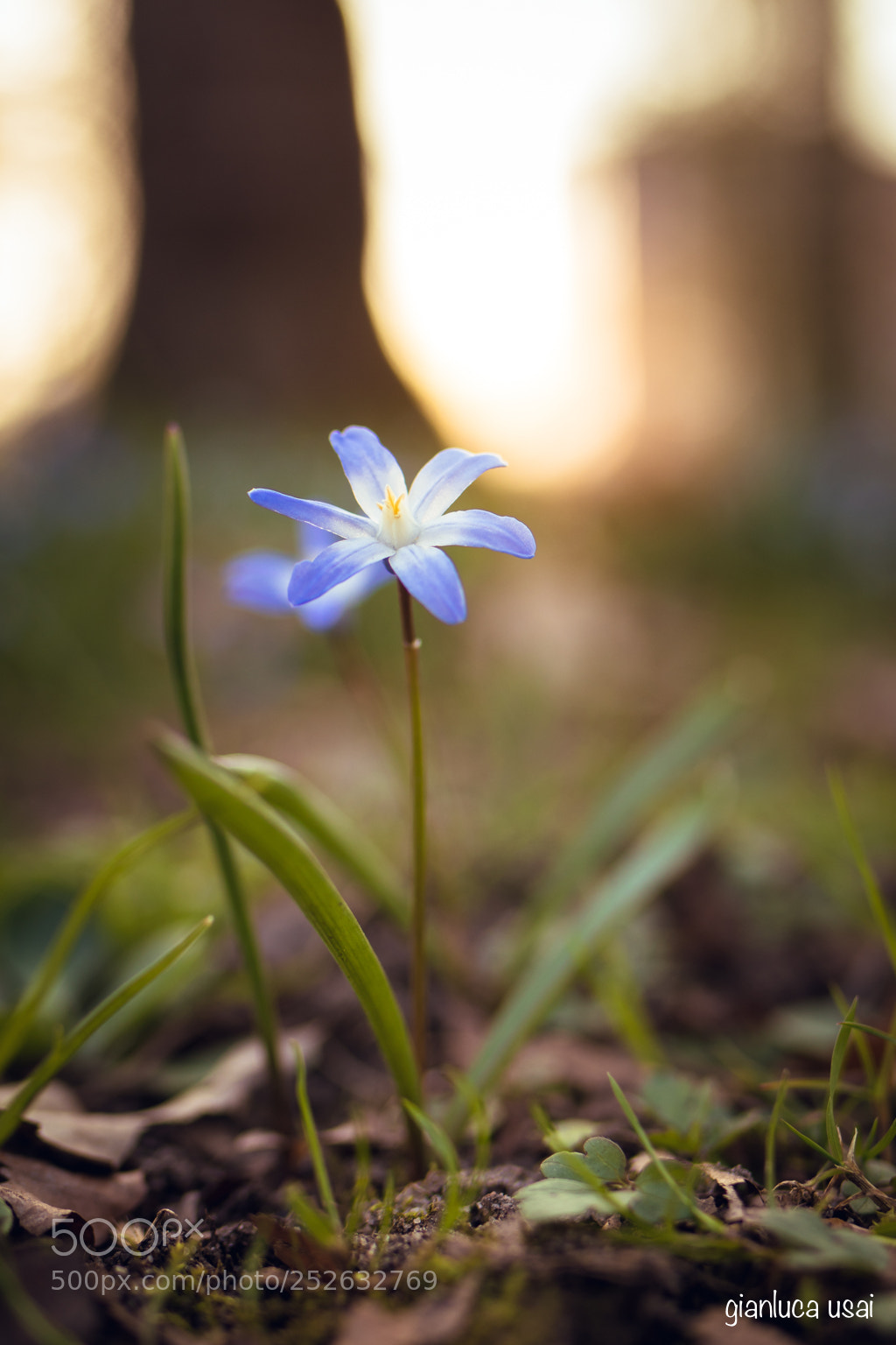 Canon EOS 80D sample photo. Little blue flower photography