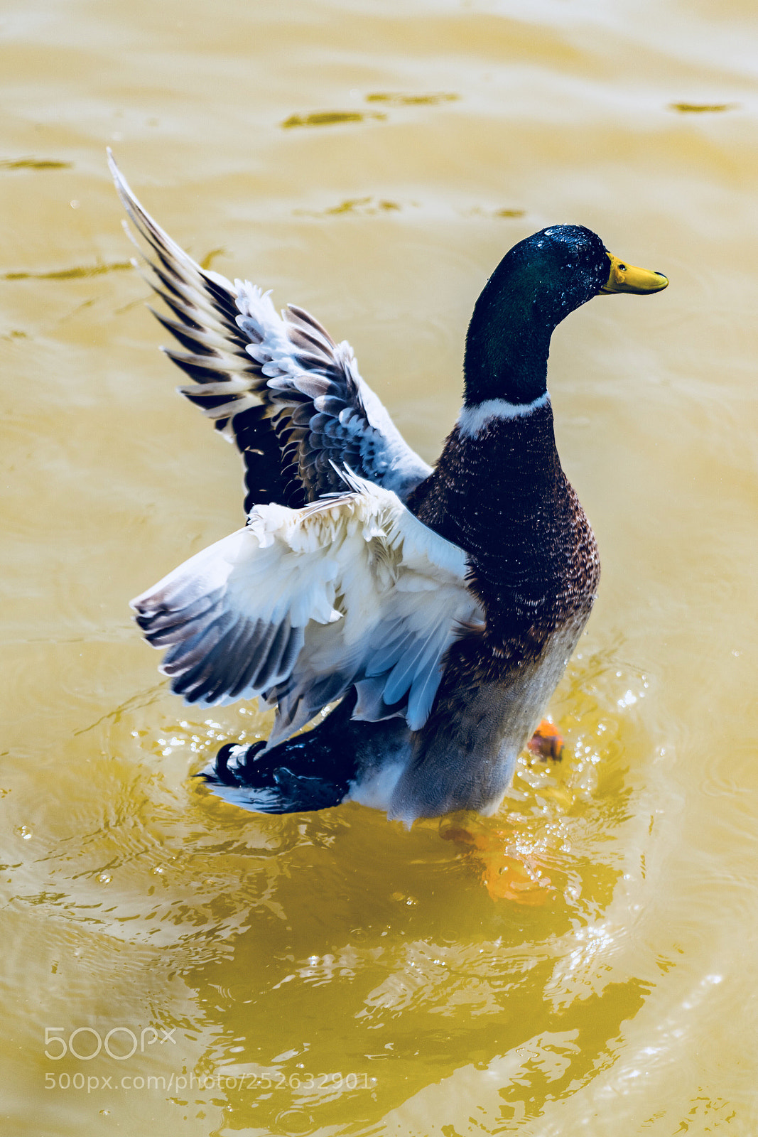Nikon D850 sample photo. Duck photography