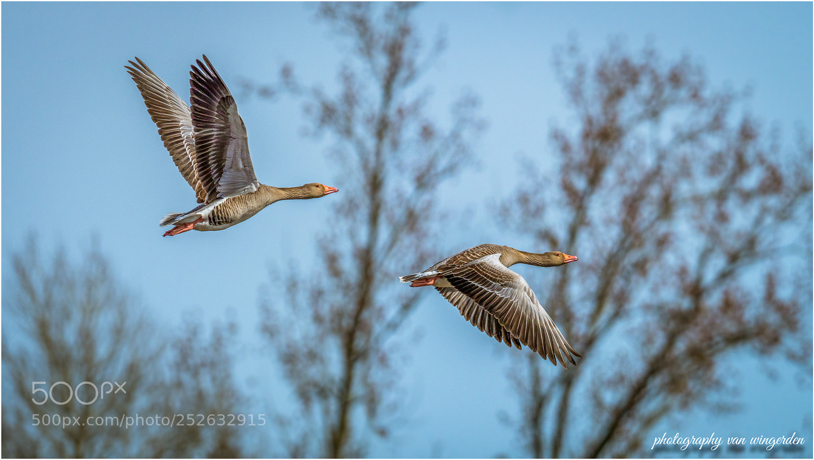 Olympus OM-D E-M1 Mark II sample photo. Gray goose photography