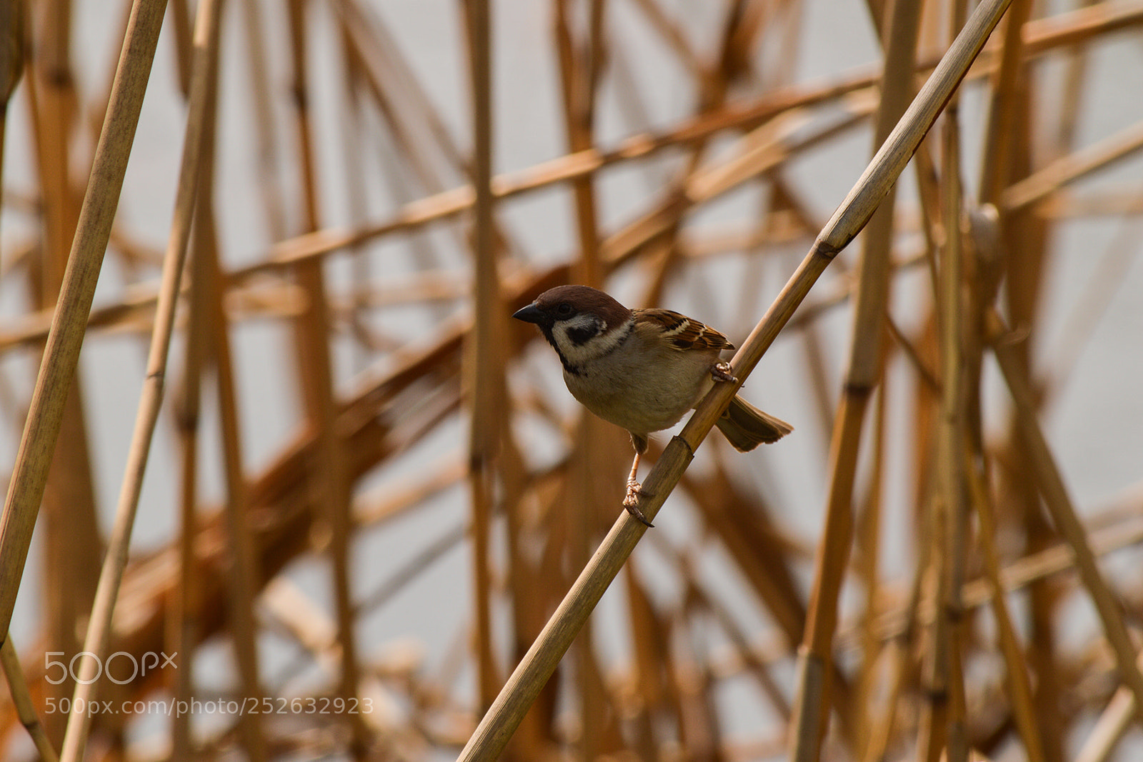 Nikon D3200 sample photo. Sparrow photography
