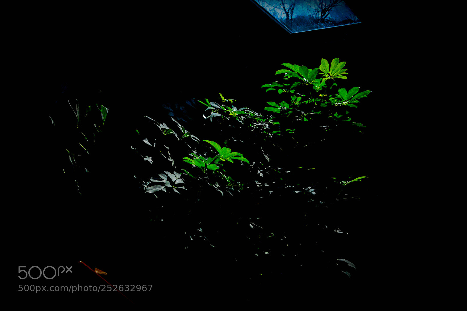 Nikon D7100 sample photo. Folly foliage photography