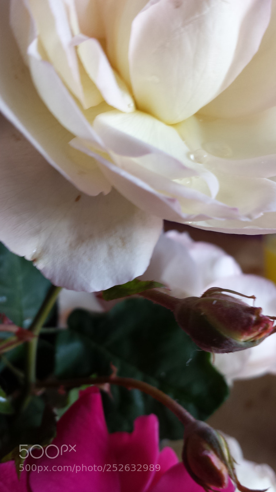 Samsung Galaxy S4 sample photo. Untitled photography