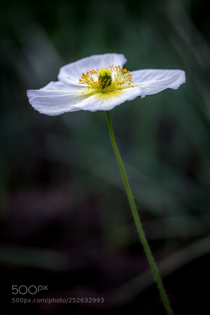 Nikon D800 sample photo. Exotic flower photography