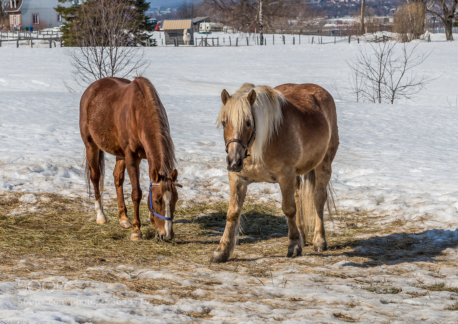 Nikon D810 sample photo. Quebec city and surrounds photography