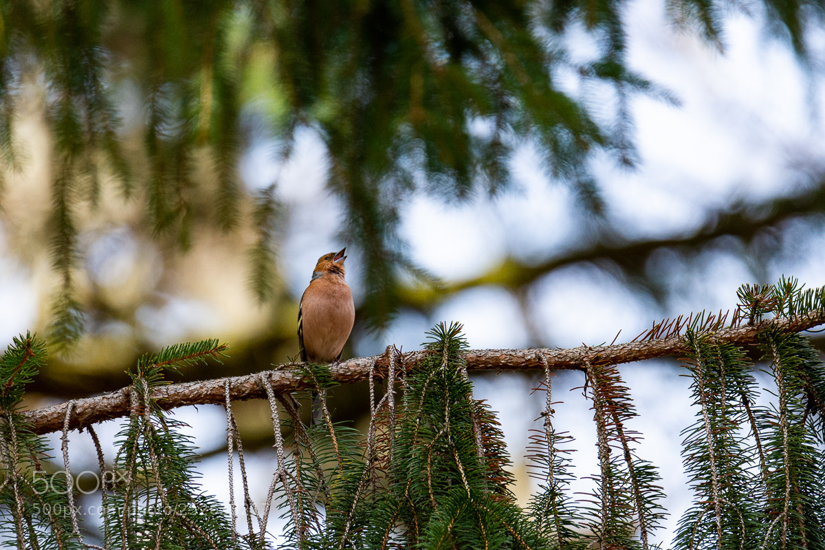 Nikon D7200 sample photo. Chaffinch photography