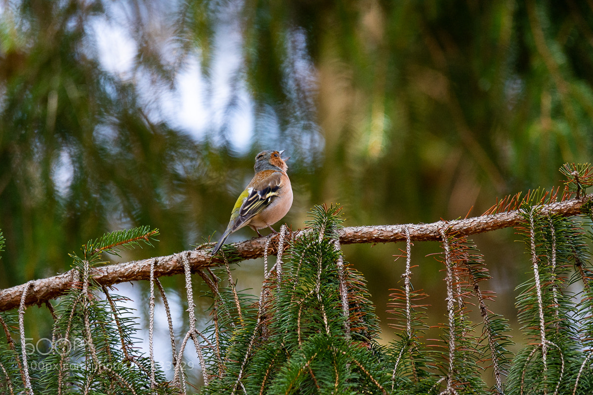 Nikon D7200 sample photo. Singing chaffinch photography