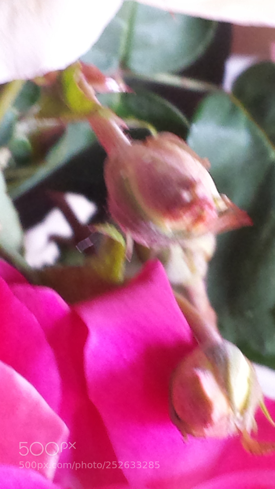 Samsung Galaxy S4 sample photo. Untitled photography