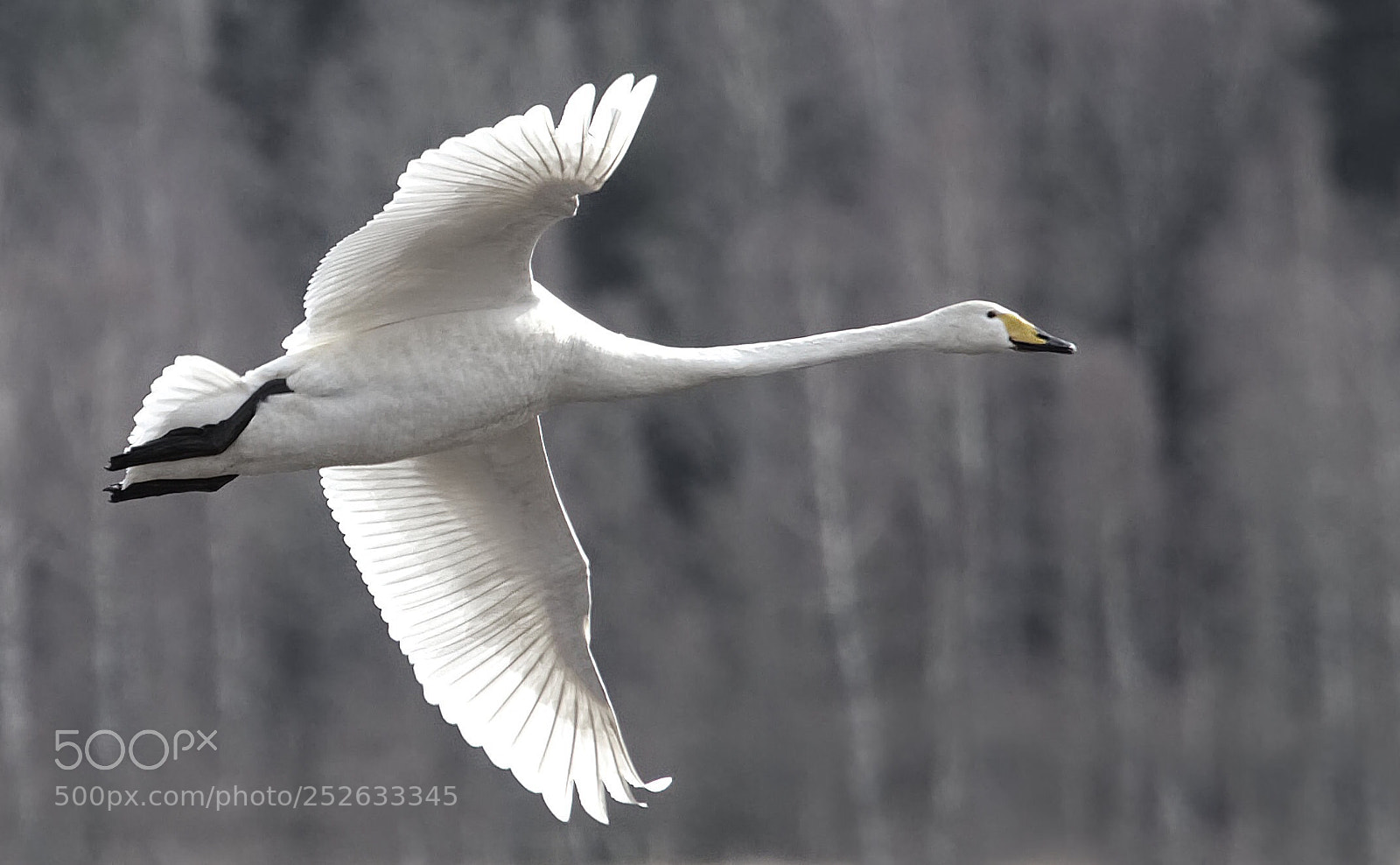 Nikon D7000 sample photo. Swan. photography