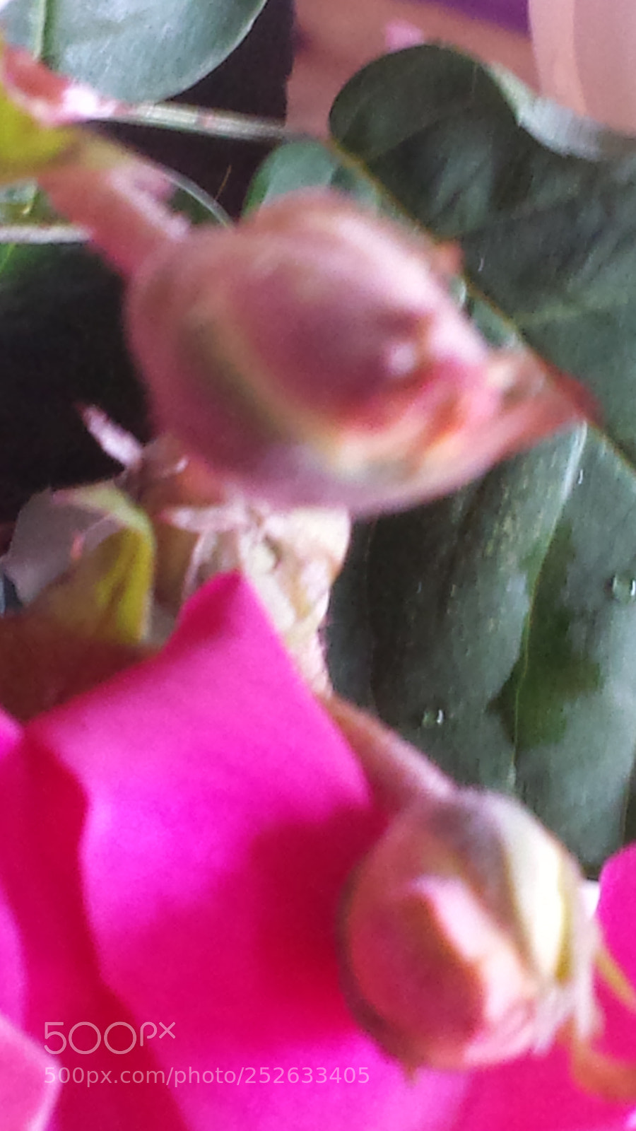 Samsung Galaxy S4 sample photo. Untitled photography