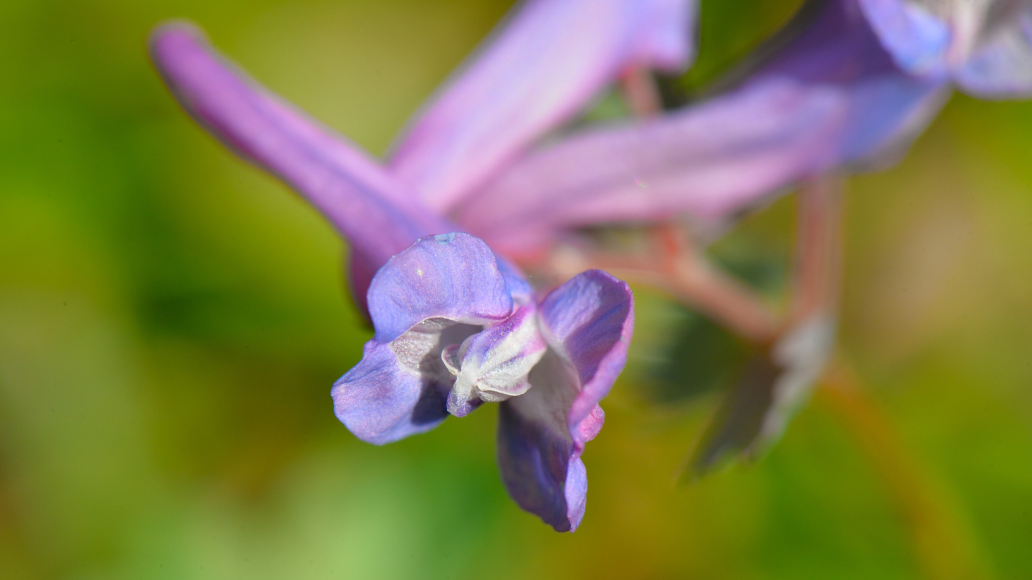 Nikon Df sample photo. Spring greetings photography