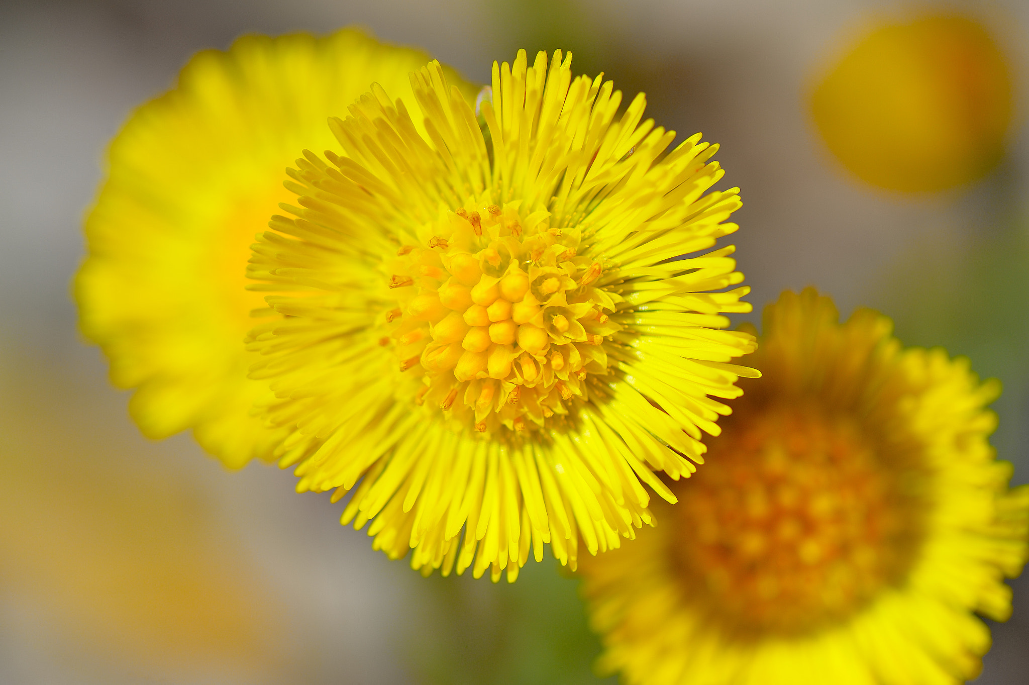 Nikon Df sample photo. Yellow daisies photography