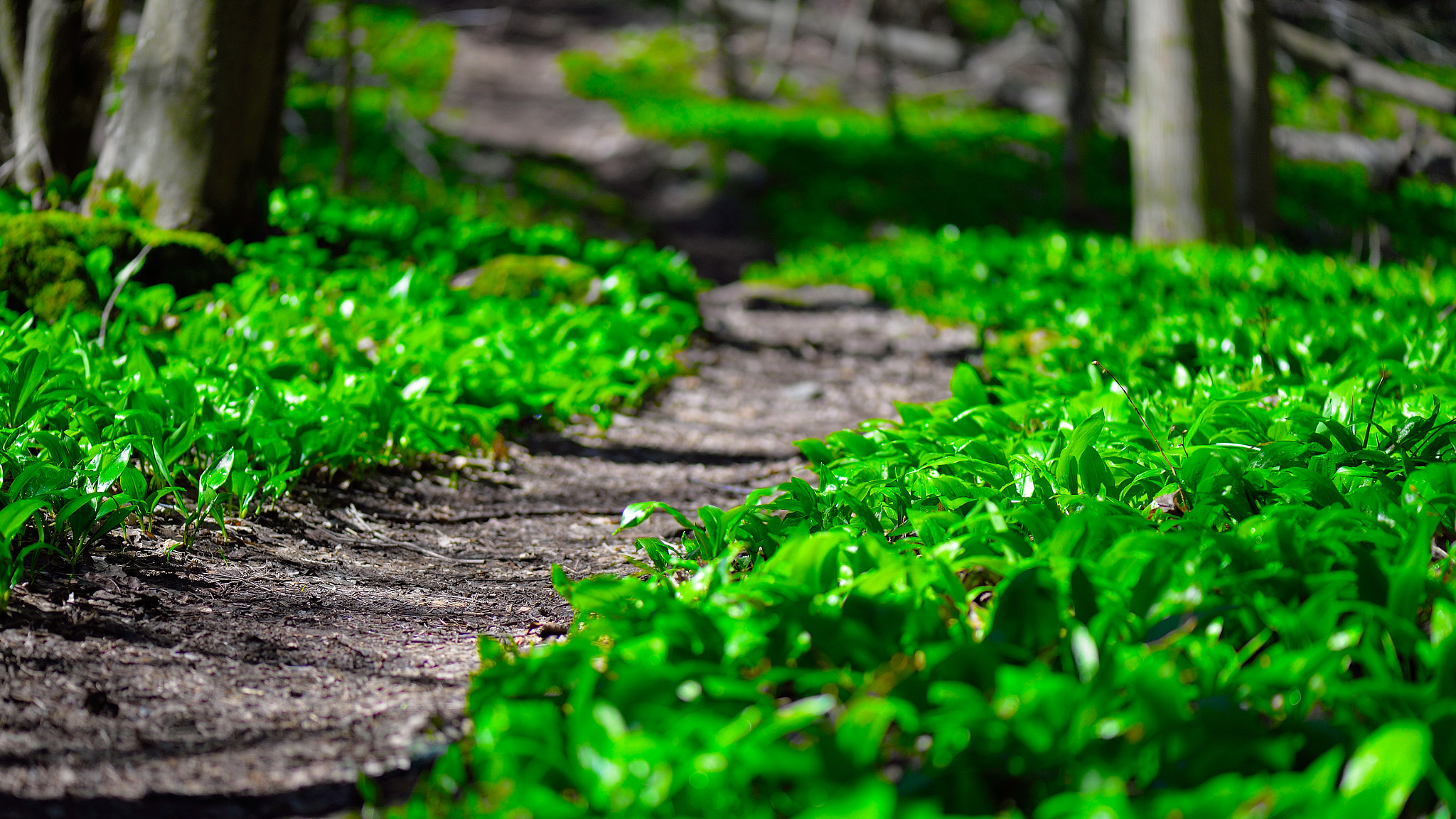 Nikon Df sample photo. Wild garlic road photography