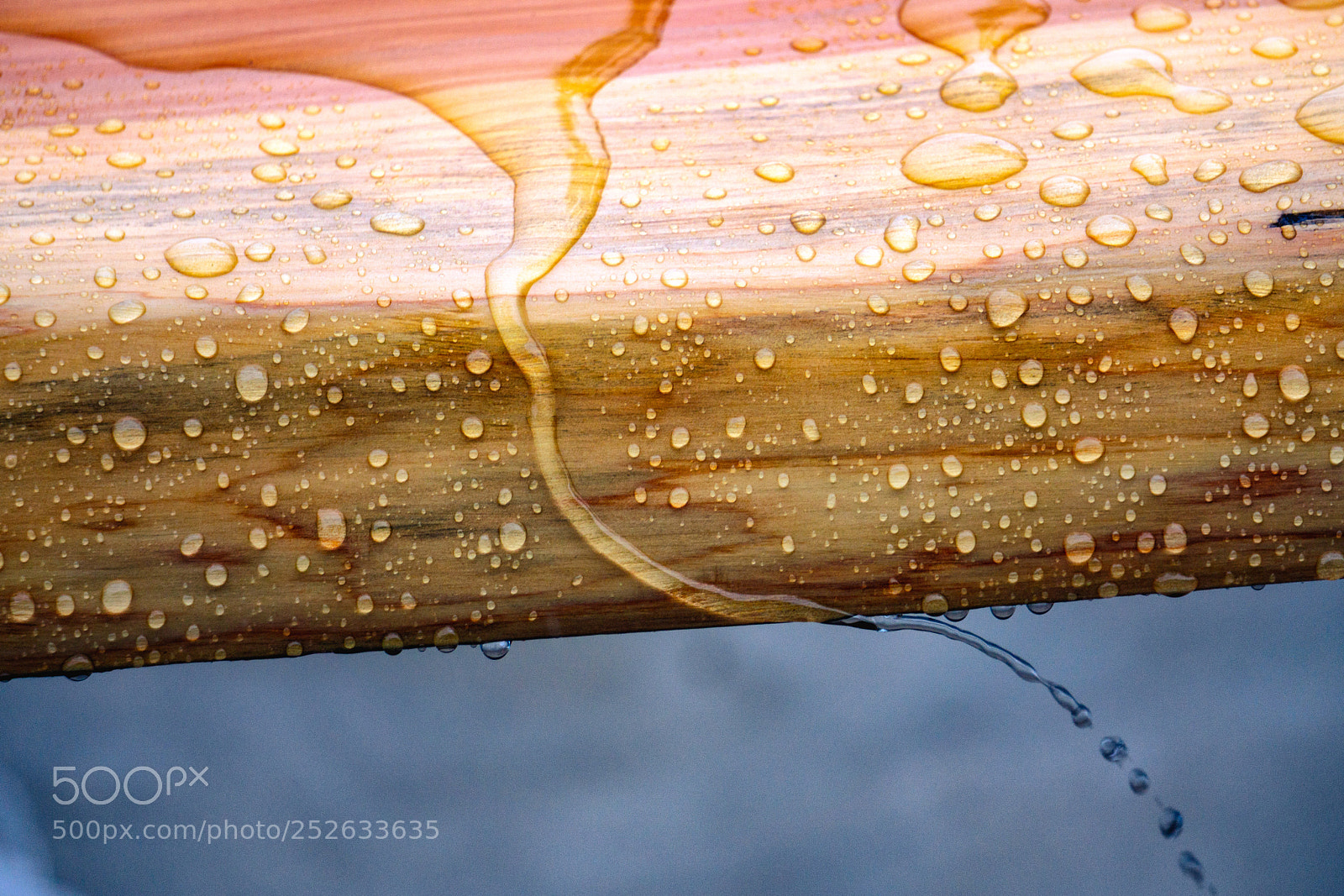 Sony a6000 sample photo. Wooded rain drops photography