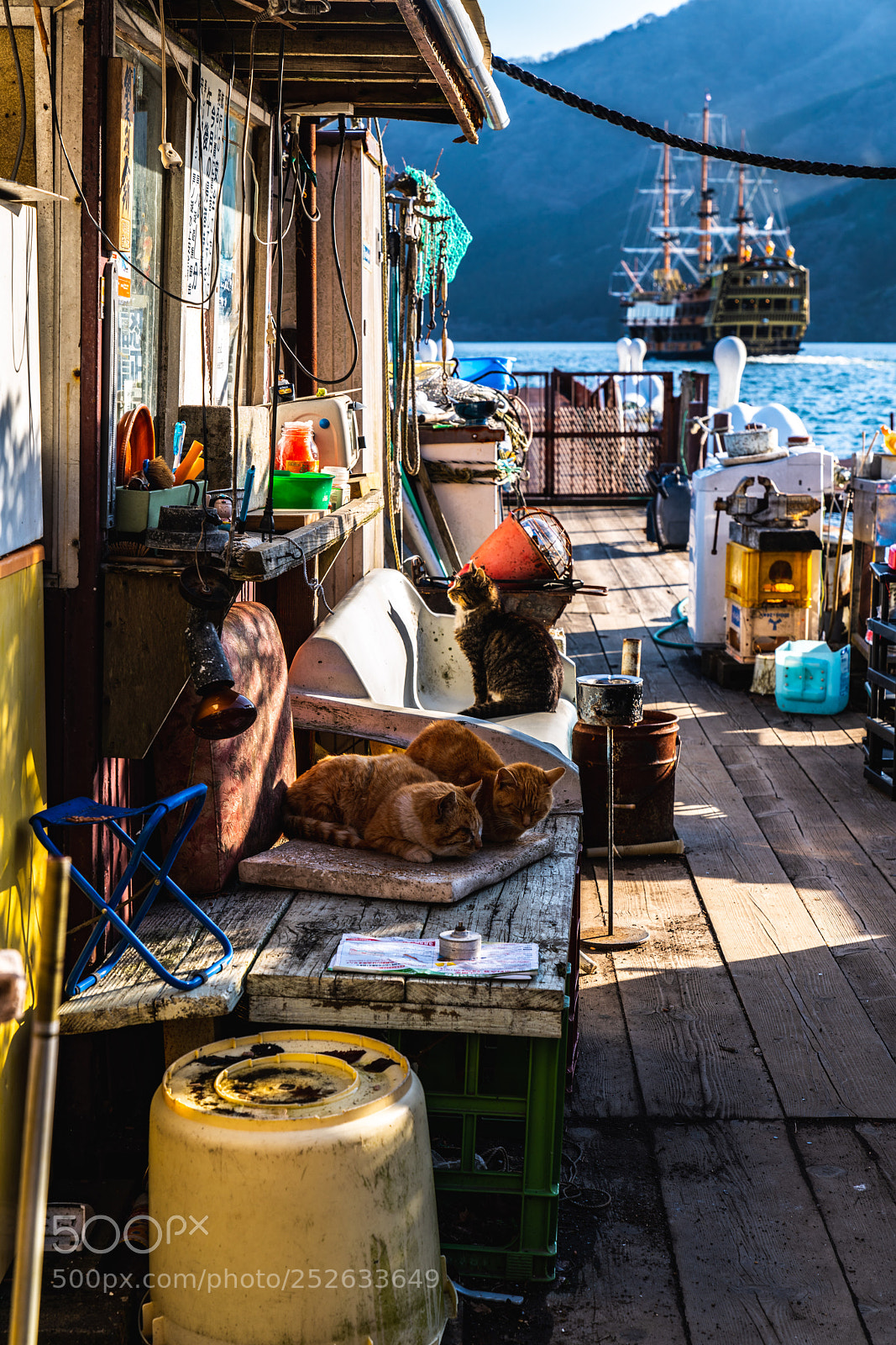 Sony a7R III sample photo. Dockland cats photography