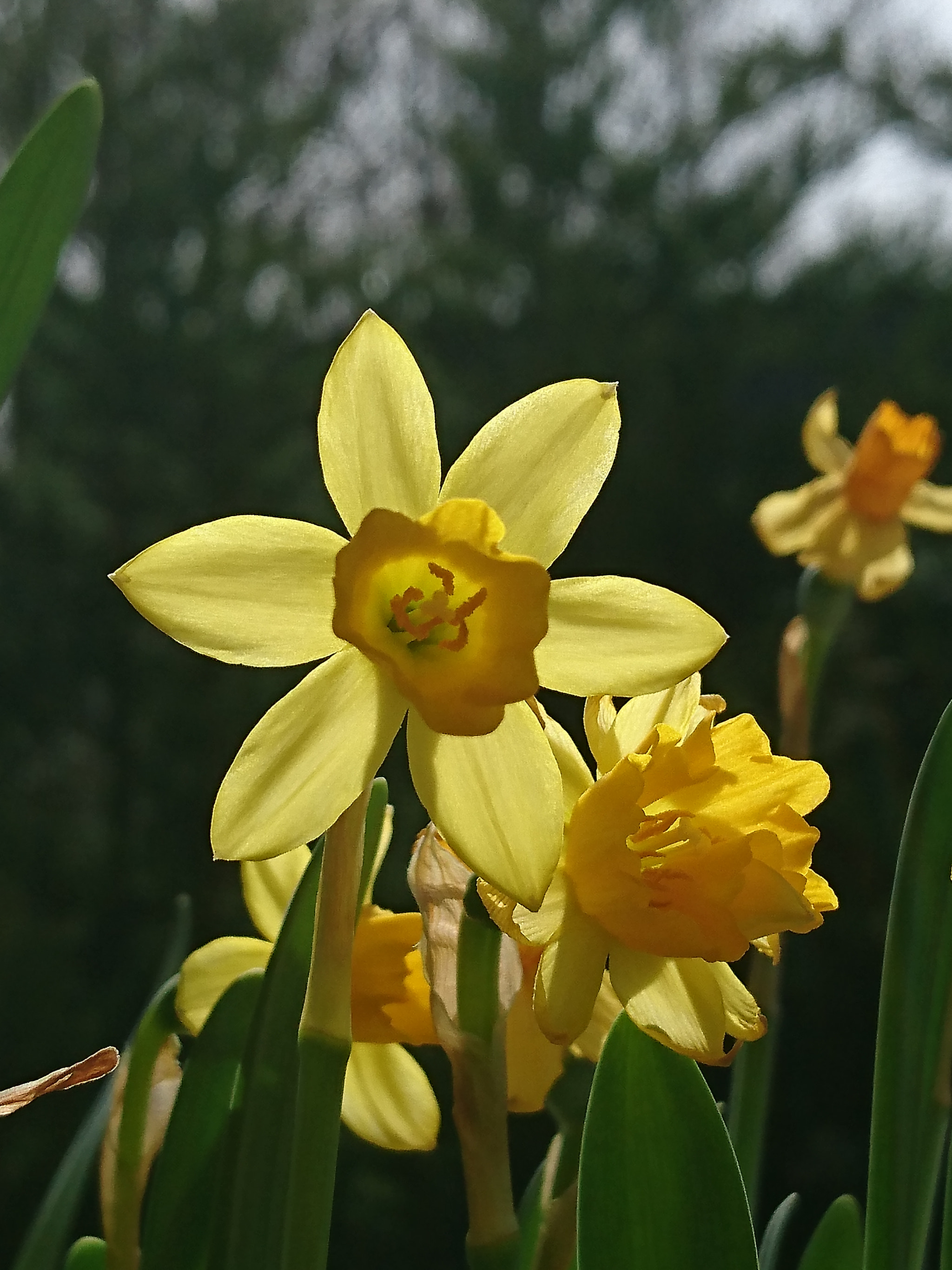 Sony Xperia Z5 sample photo. Dafodills are back again. photography