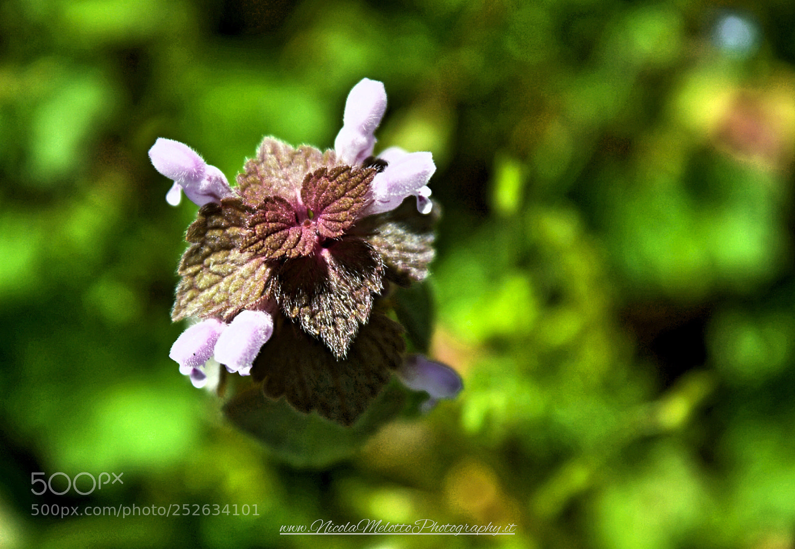 Canon EOS 760D (EOS Rebel T6s / EOS 8000D) sample photo. Flowers  photography