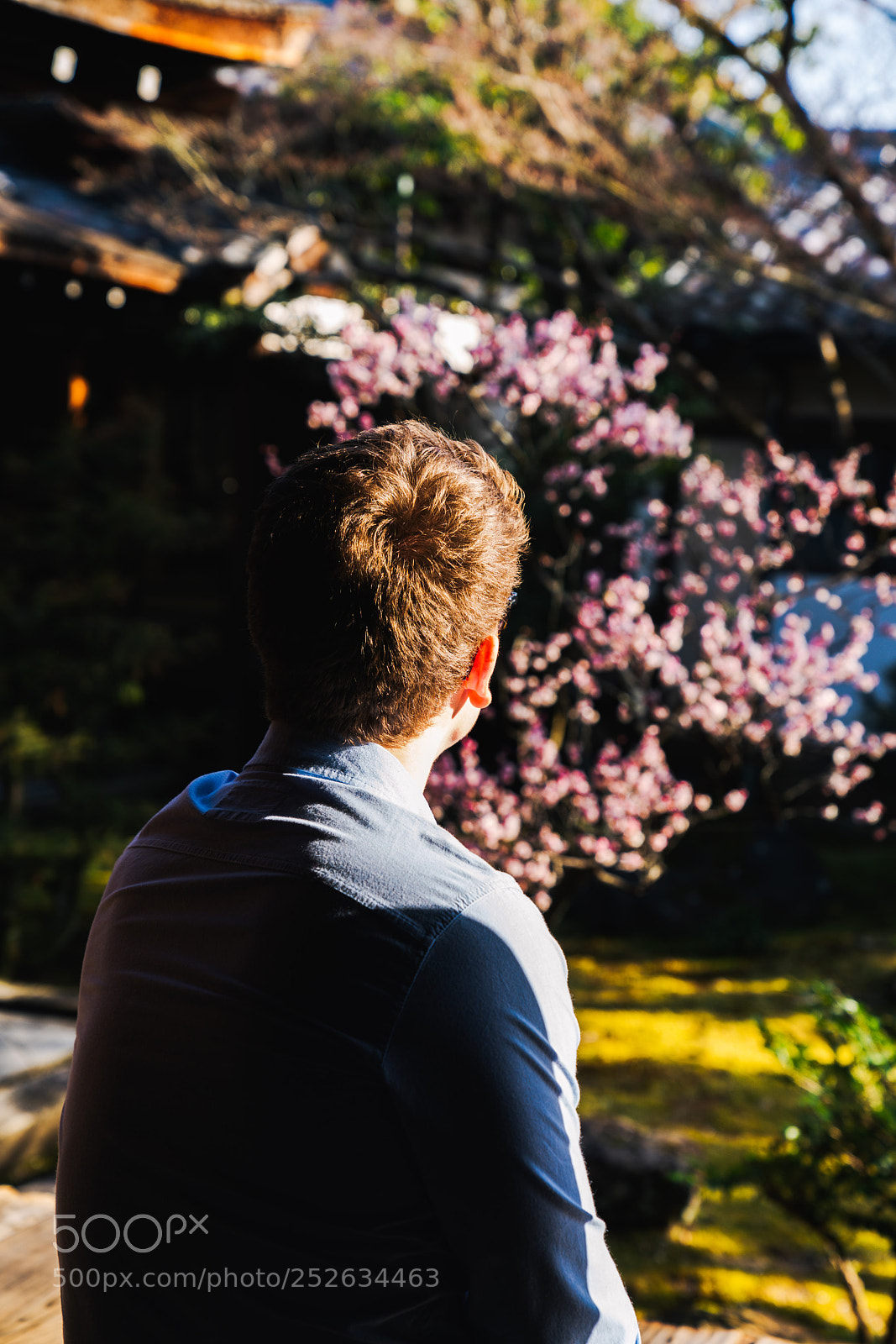 Sony a7R III sample photo. Enjoying the sakura photography