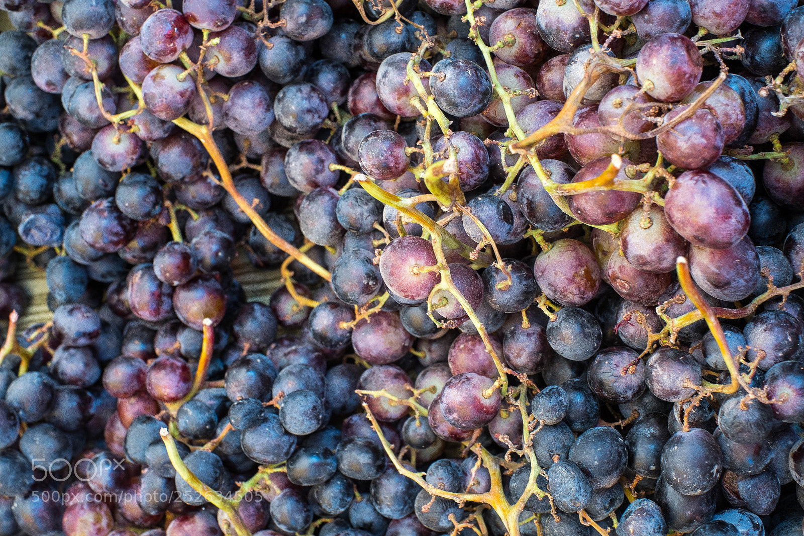 Fujifilm X-Pro1 sample photo. Grape stems photography