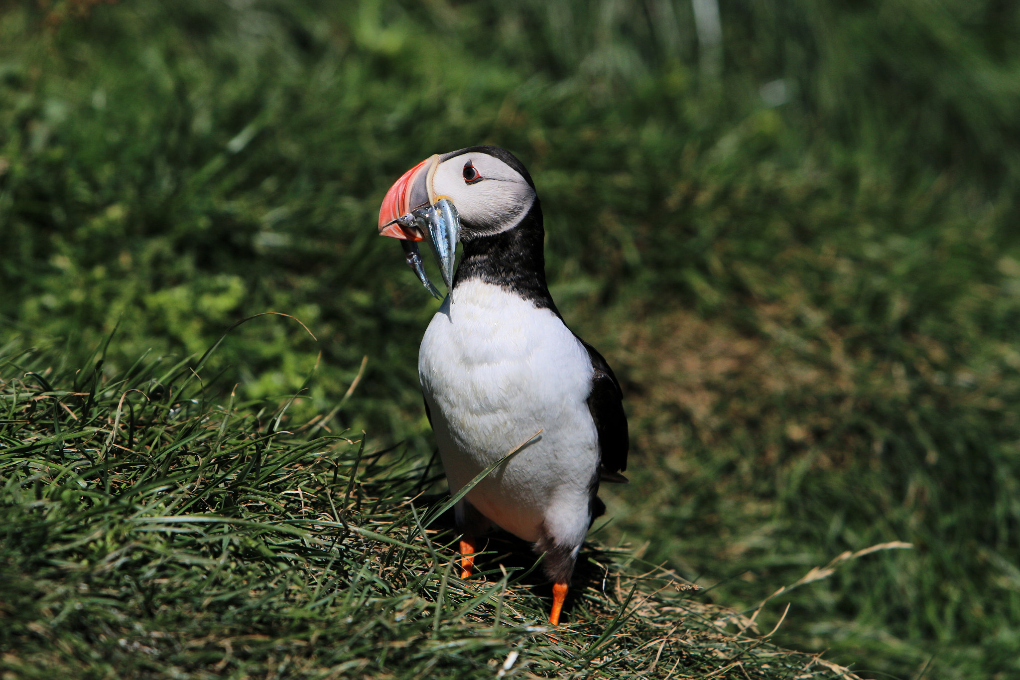 Canon EF 70-200mm F2.8L IS USM sample photo. Puffin photography