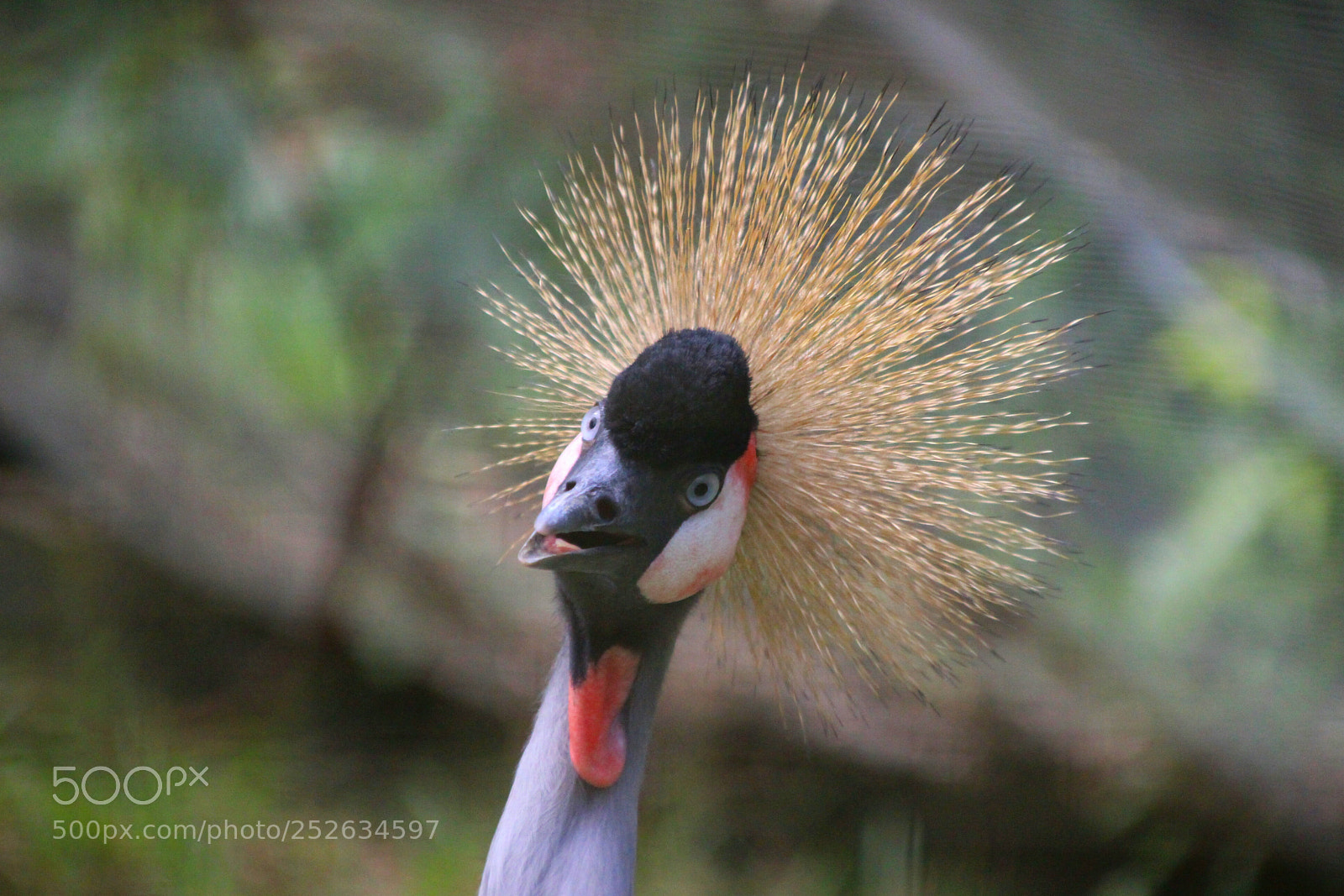 Canon EOS 100D (EOS Rebel SL1 / EOS Kiss X7) sample photo. Crazy bird photography