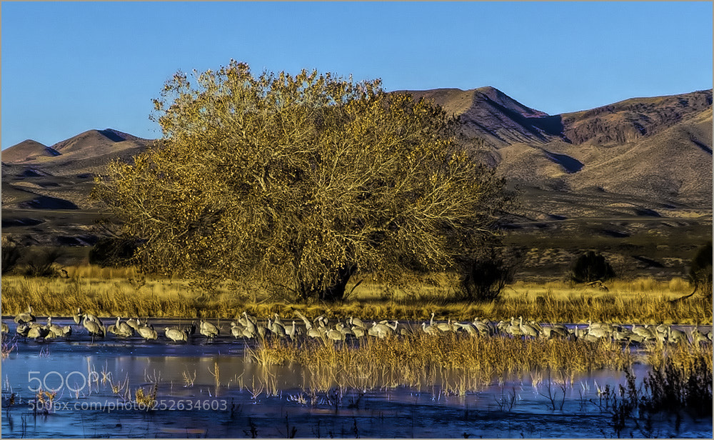 Panasonic Lumix DMC-FZ200 sample photo. Sandhill cranes at bosque photography
