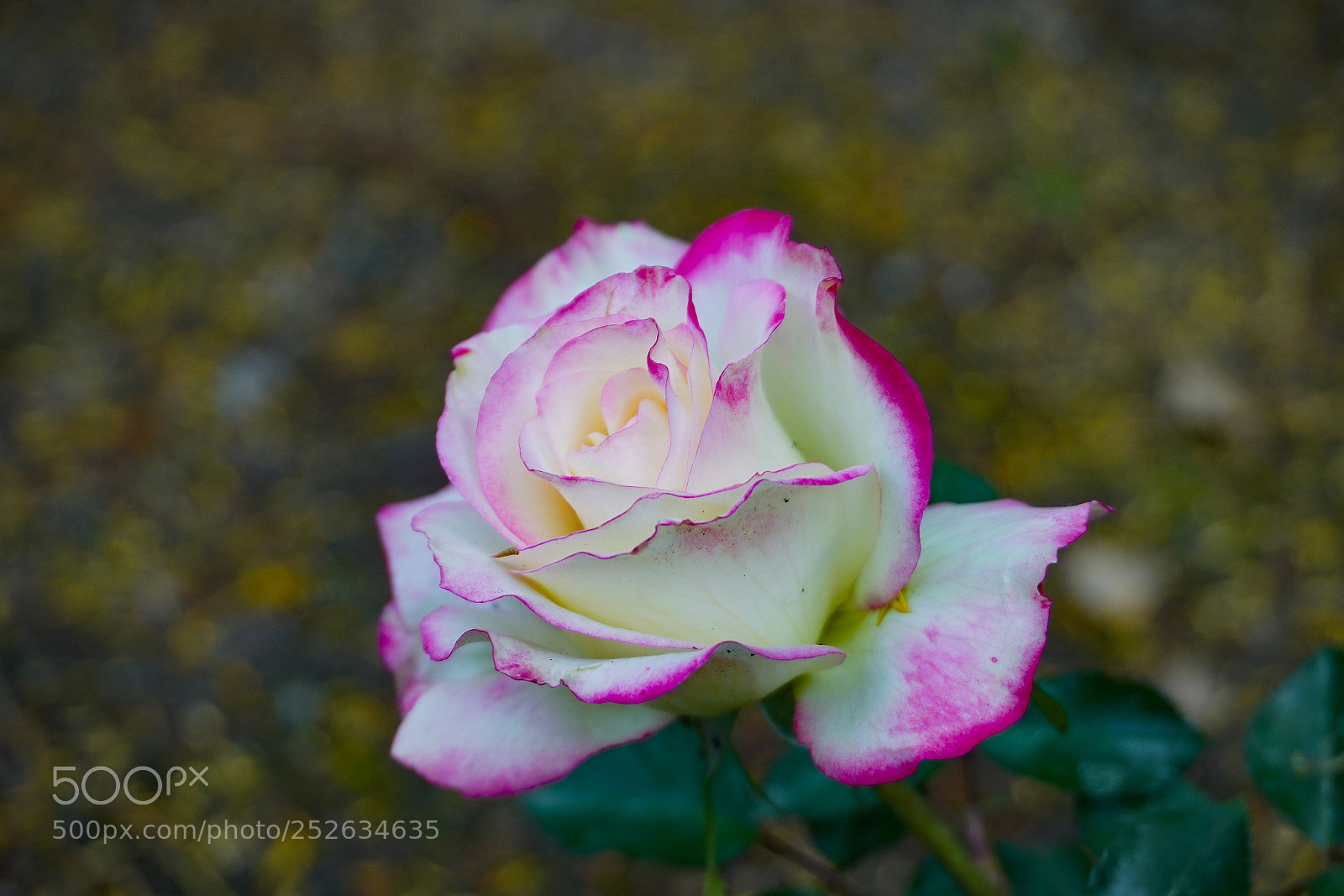 Sony a7R III sample photo. Delicate photography