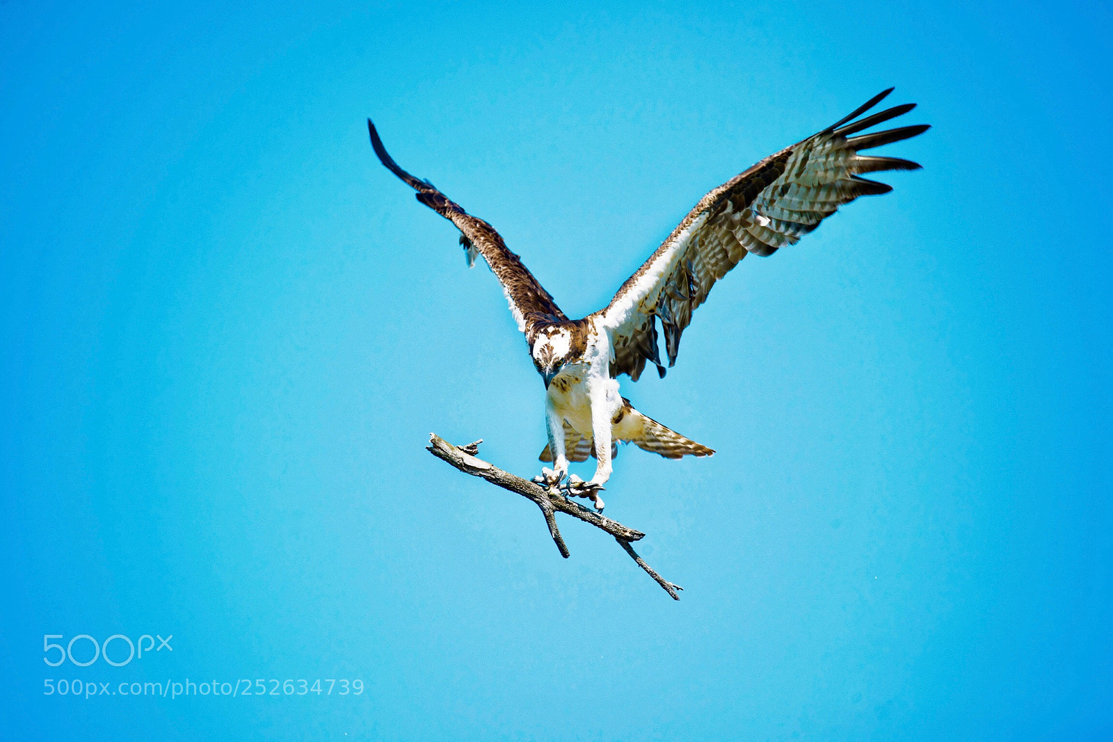 Nikon D800 sample photo. Osprey photography