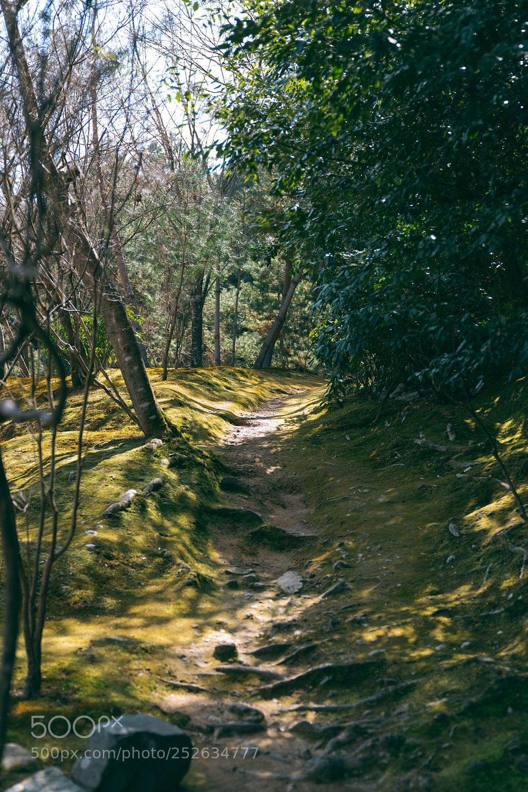 Sony a7R III sample photo. Sogenchi garden photography