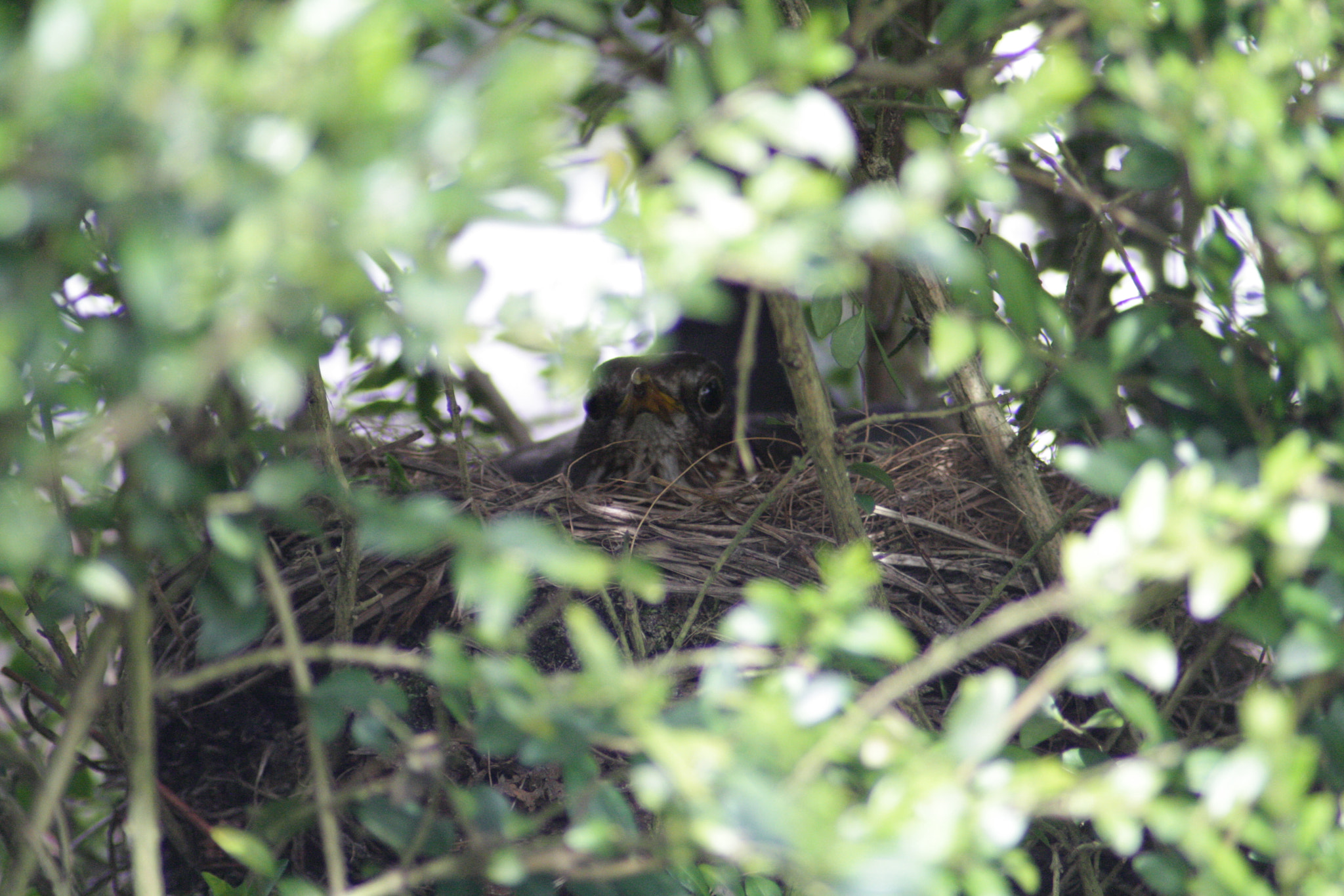 Canon EOS 1000D (EOS Digital Rebel XS / EOS Kiss F) sample photo. Blackbird nesting photography