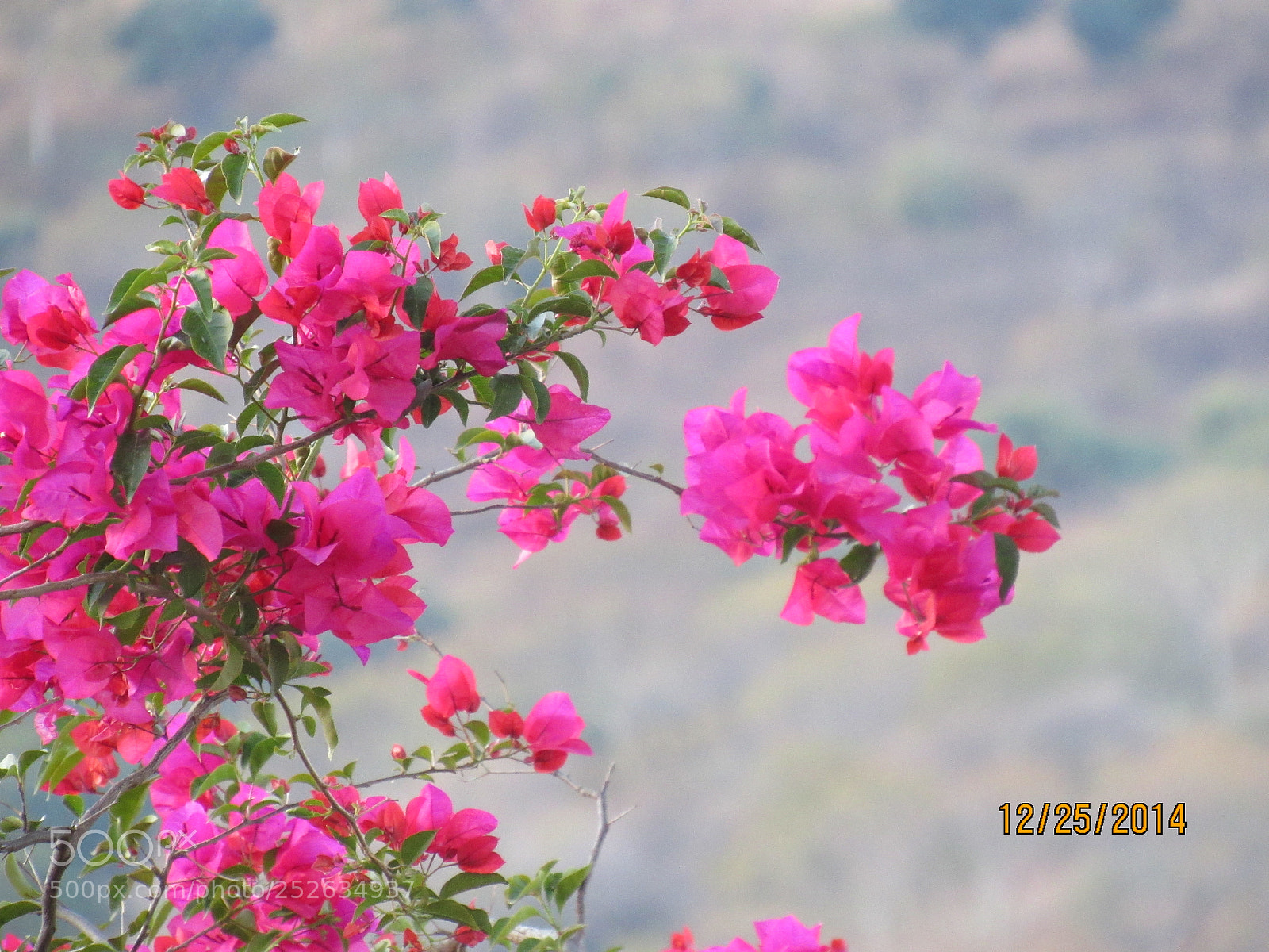 Canon PowerShot SX520 HS sample photo. ? photography