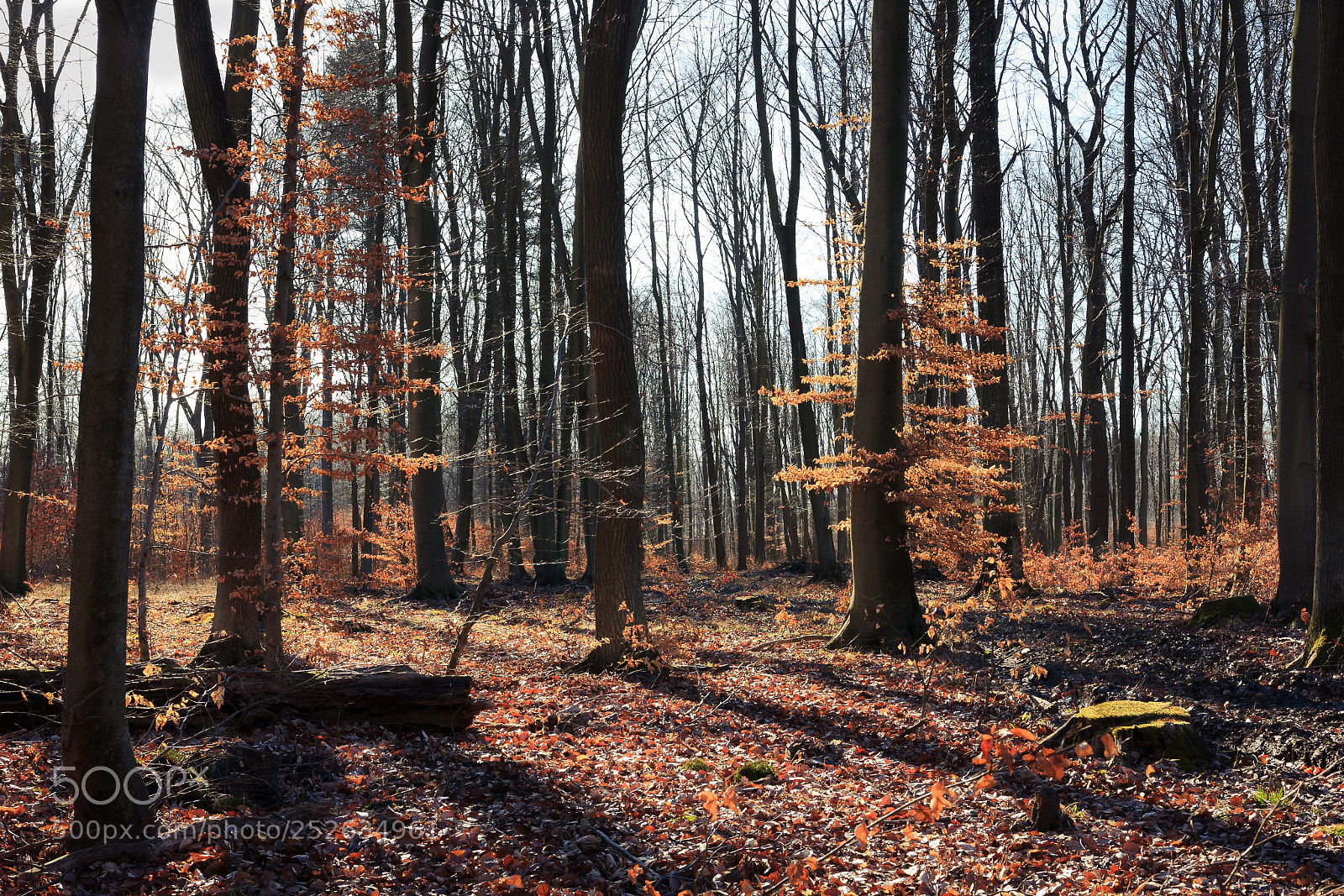 Canon EOS 60D sample photo. Rezerwat wiączyn photography