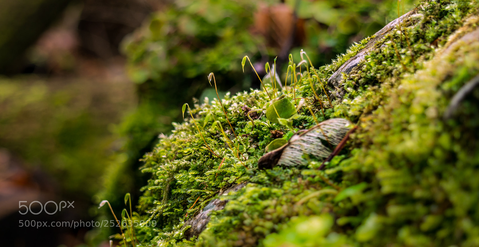 Olympus PEN E-PL6 sample photo. Moss photography