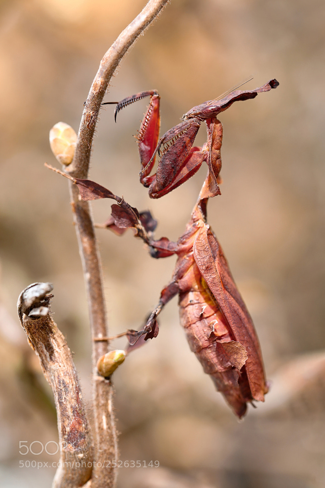 Canon EOS 5D Mark IV sample photo. Alien mother photography