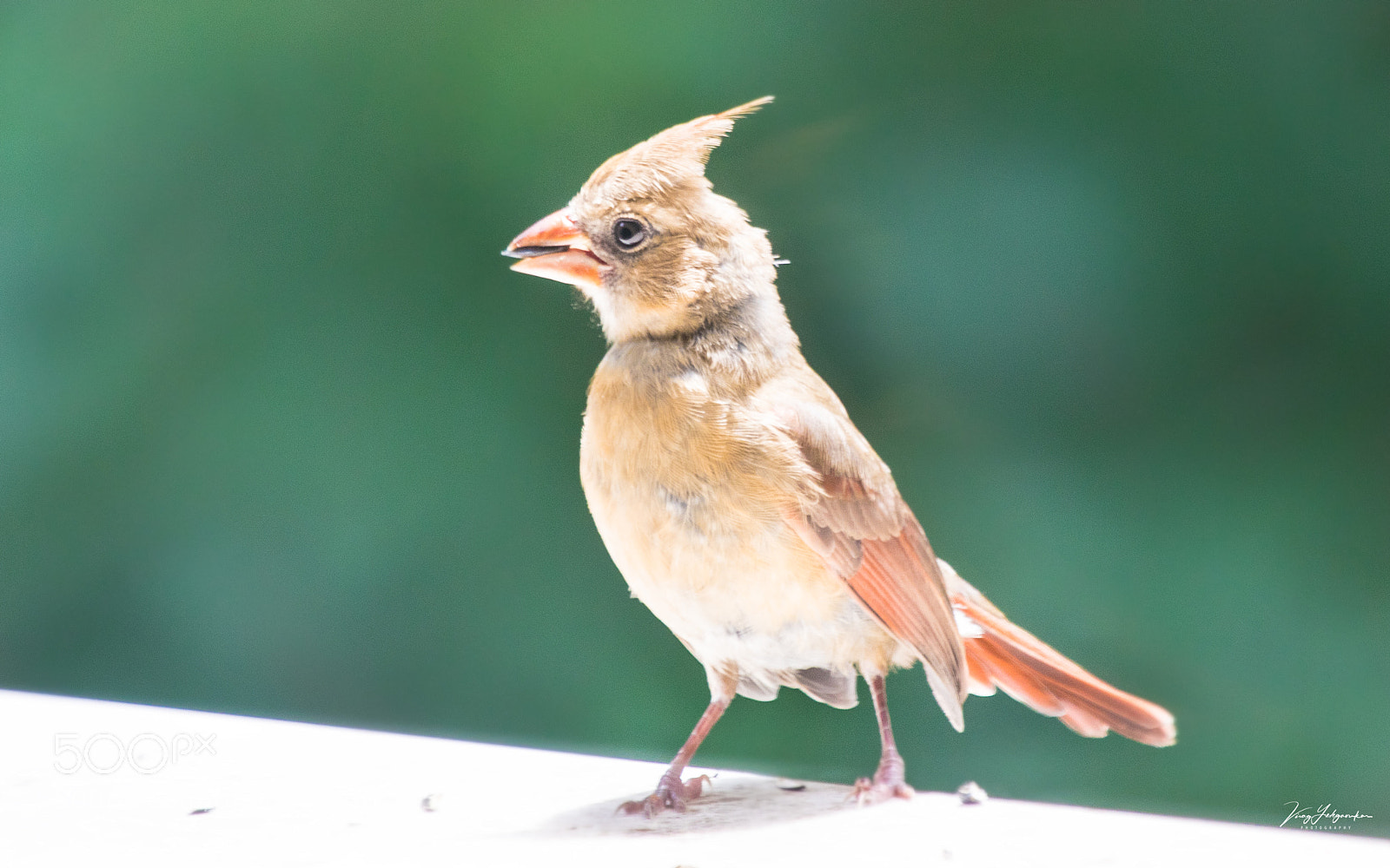 Canon EOS 5D Mark IV sample photo. Miss cardinal photography