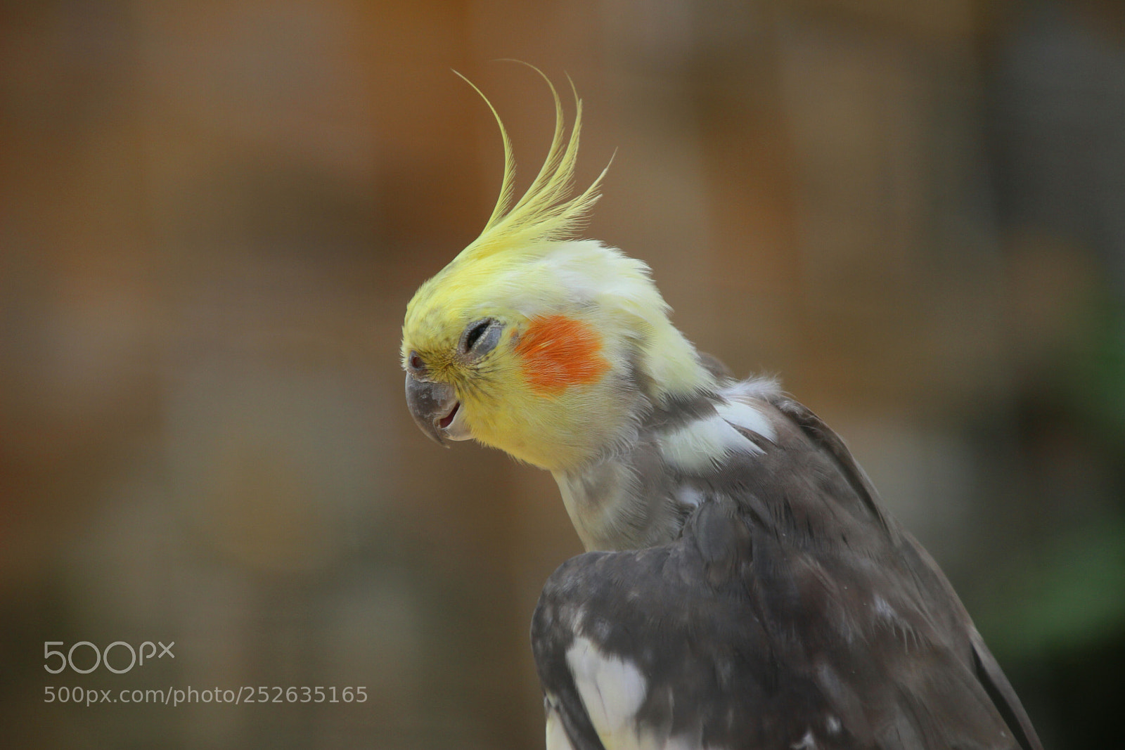 Canon EOS 100D (EOS Rebel SL1 / EOS Kiss X7) sample photo. Laughing bird photography
