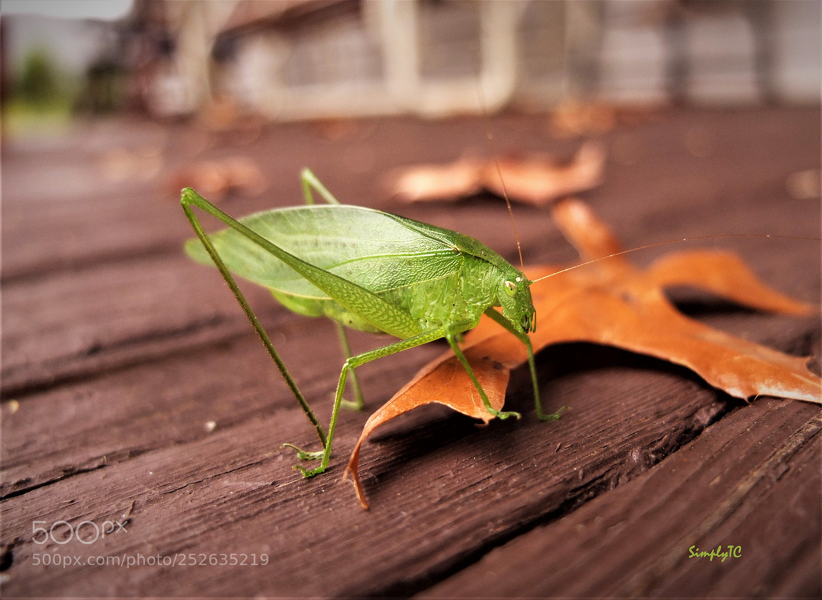 Fujifilm X10 sample photo. Long-horned porchhopper photography