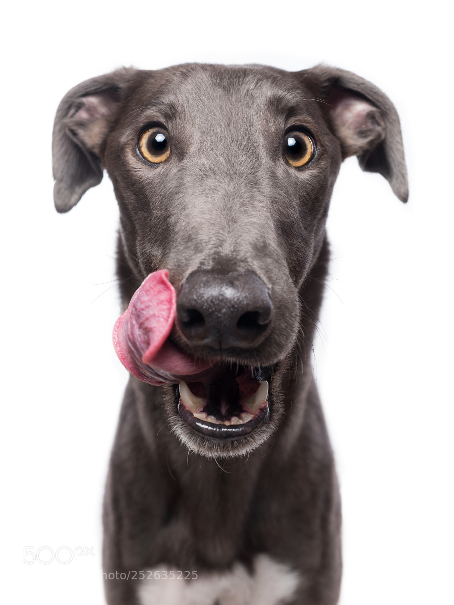 Fujifilm X-T2 sample photo. Greyt treats for greyt photography