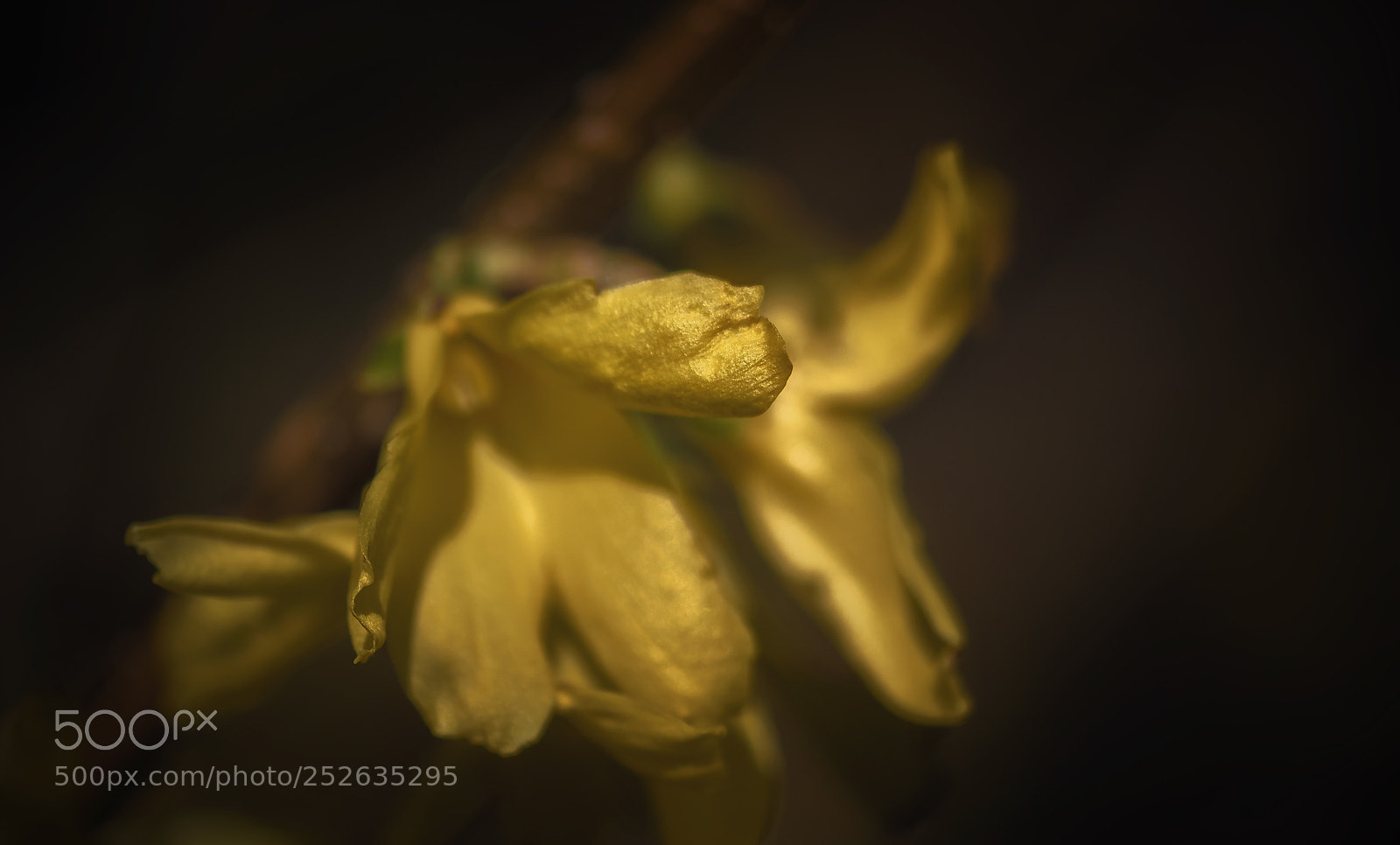 Nikon D7100 sample photo. Living gold photography