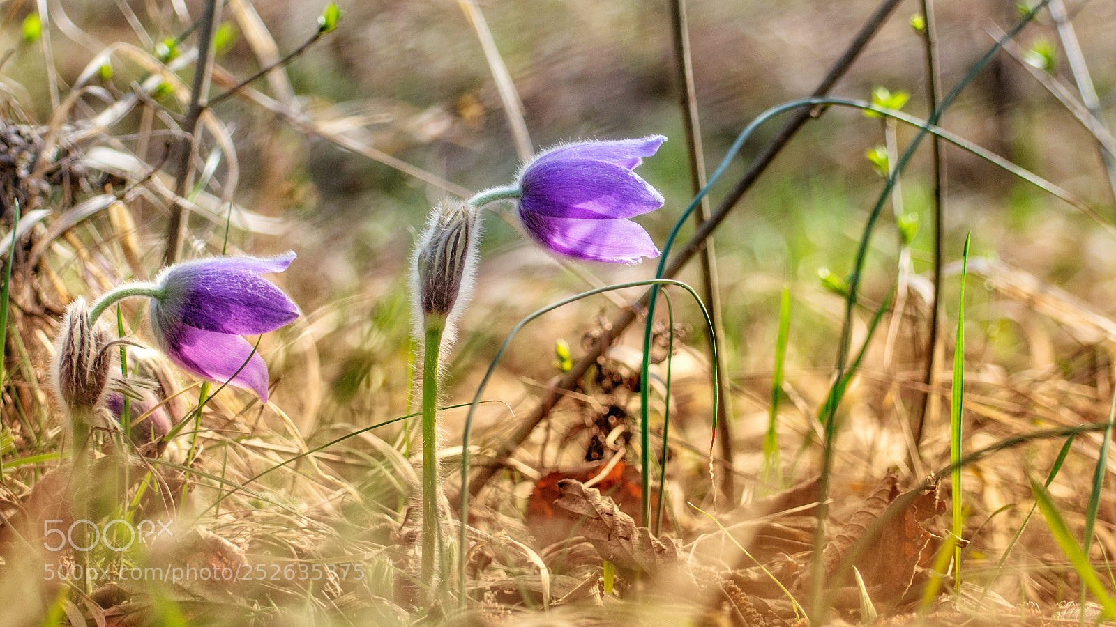 Nikon D3300 sample photo. Morning photography