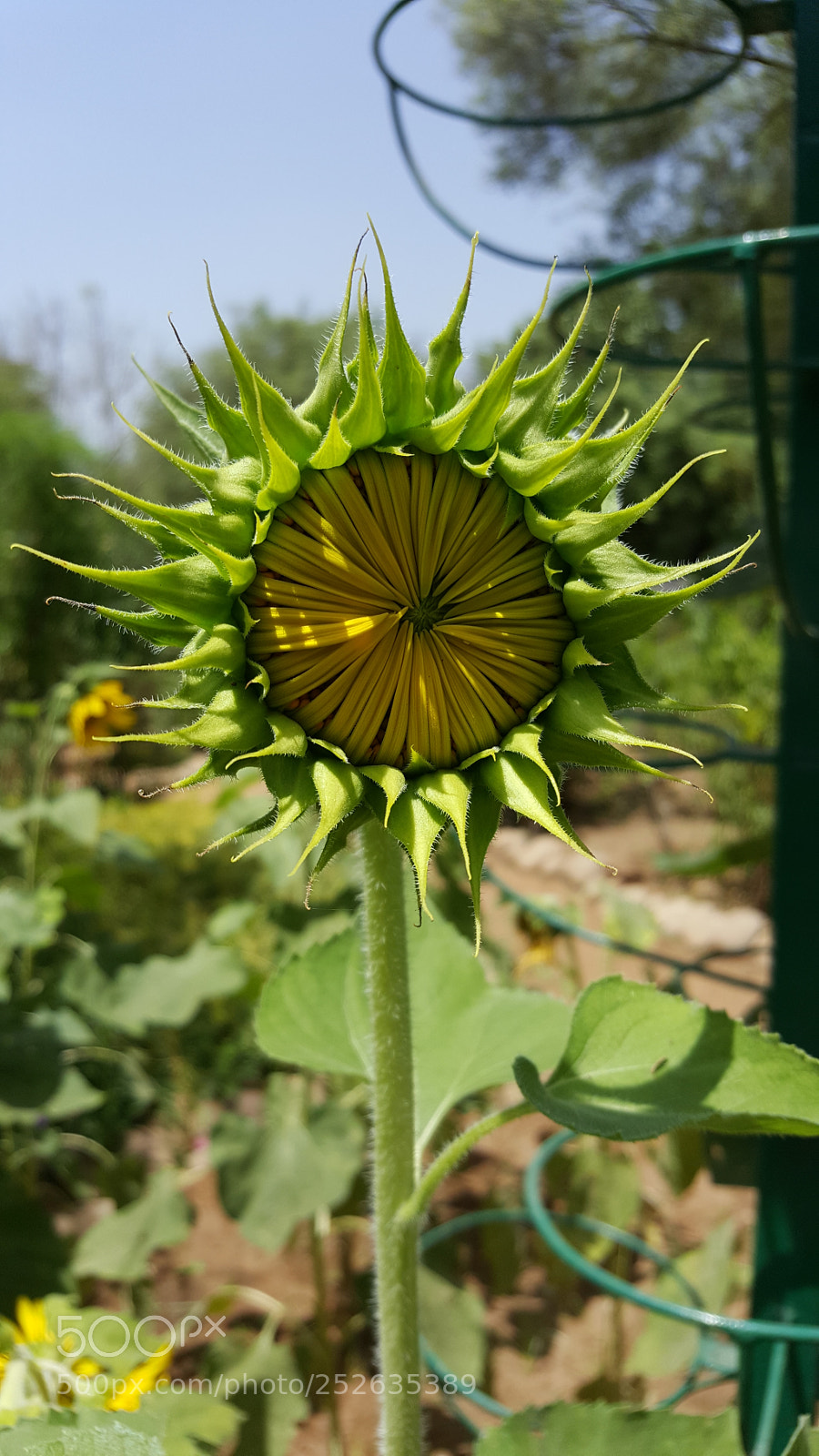 Samsung Galaxy S6 sample photo. Untitled photography