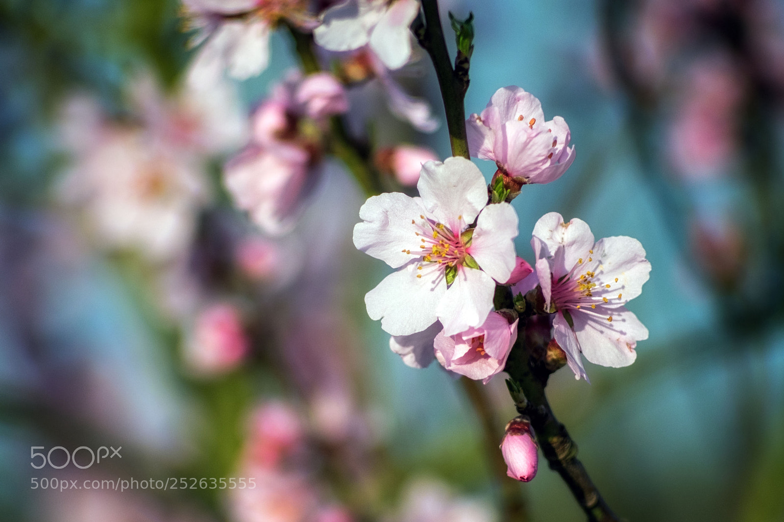Fujifilm X-T10 sample photo. Spring iv photography