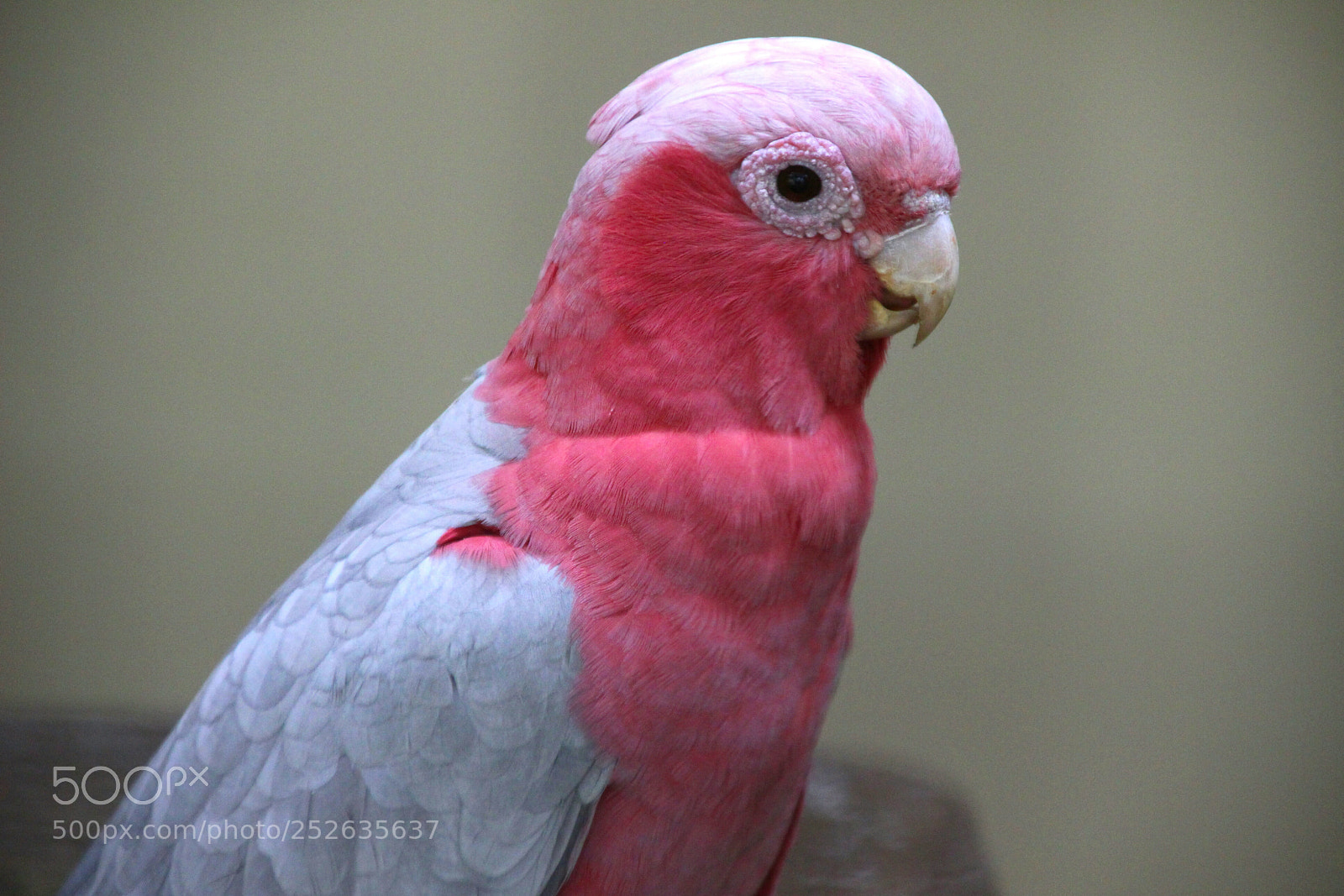 Canon EOS 100D (EOS Rebel SL1 / EOS Kiss X7) sample photo. Pink parrot photography