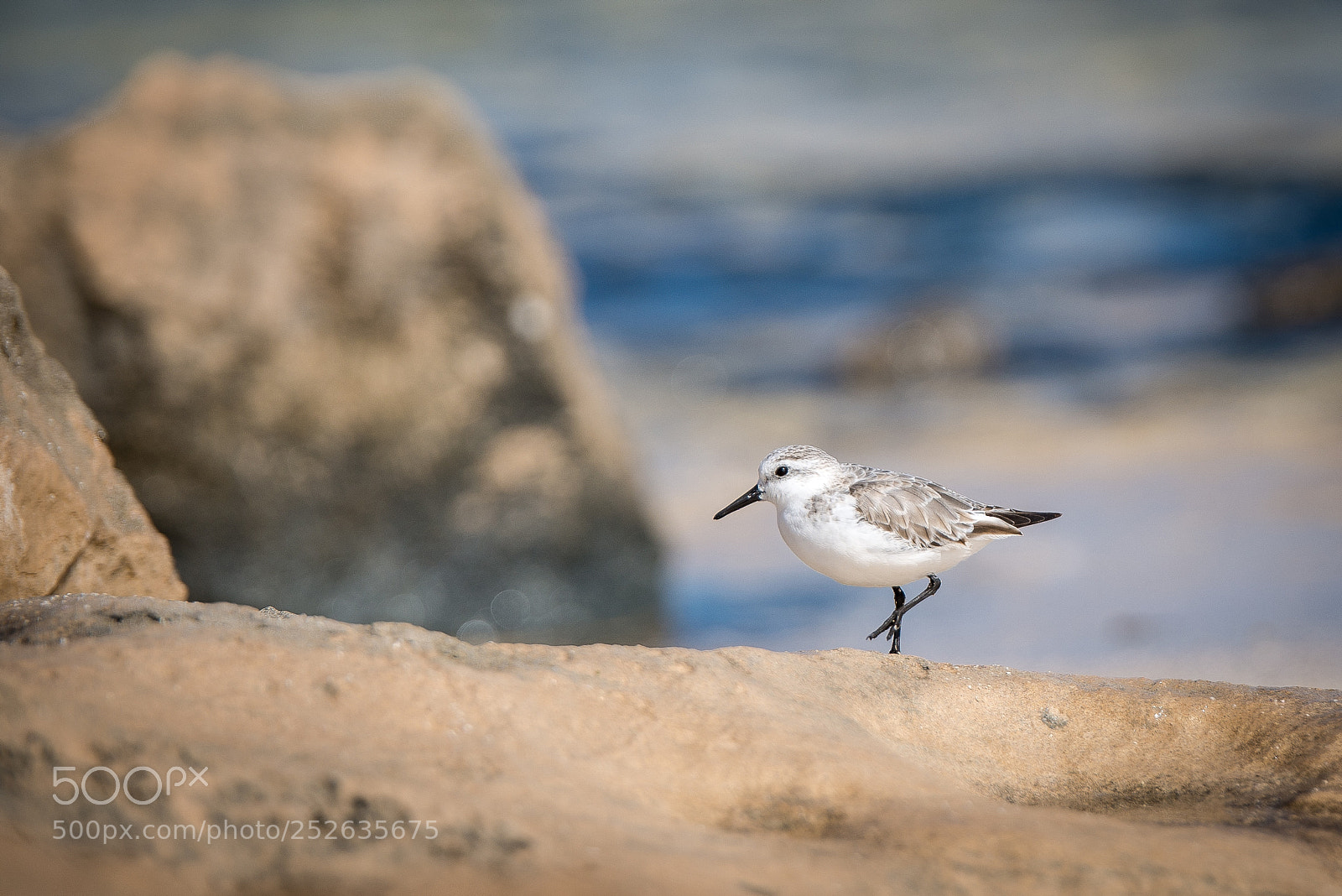 Nikon D600 sample photo. Sanderling photography