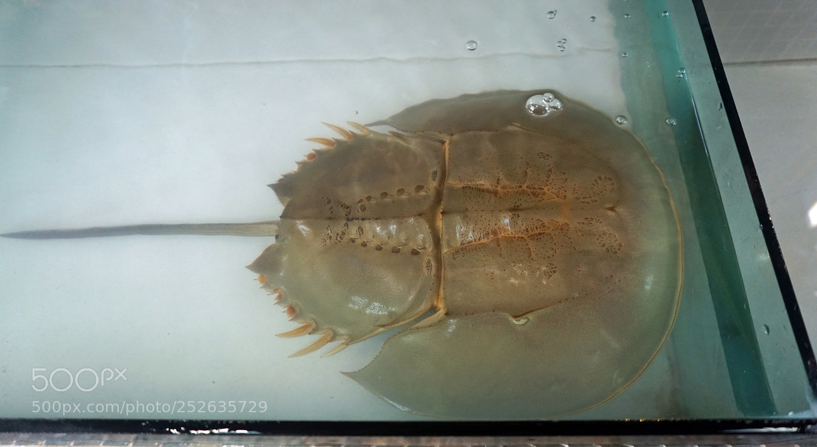 Sony a6000 sample photo. Fresh fish photography