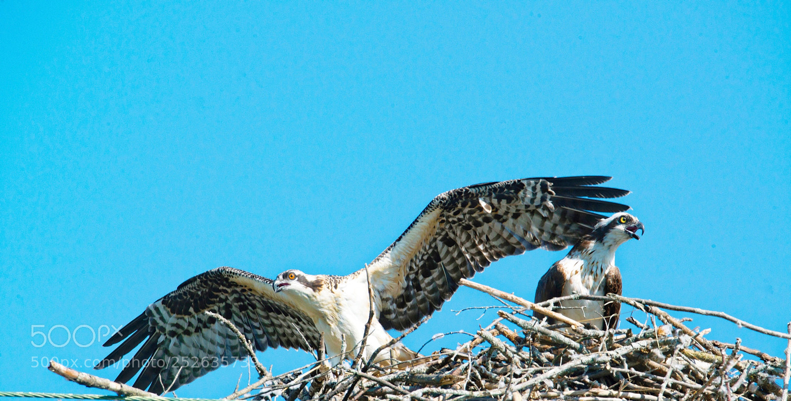 Nikon D800 sample photo. Osprey  photography