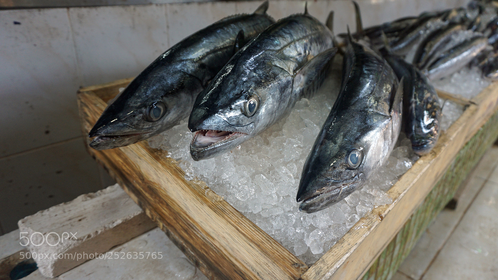 Sony a6000 sample photo. Fresh fish photography