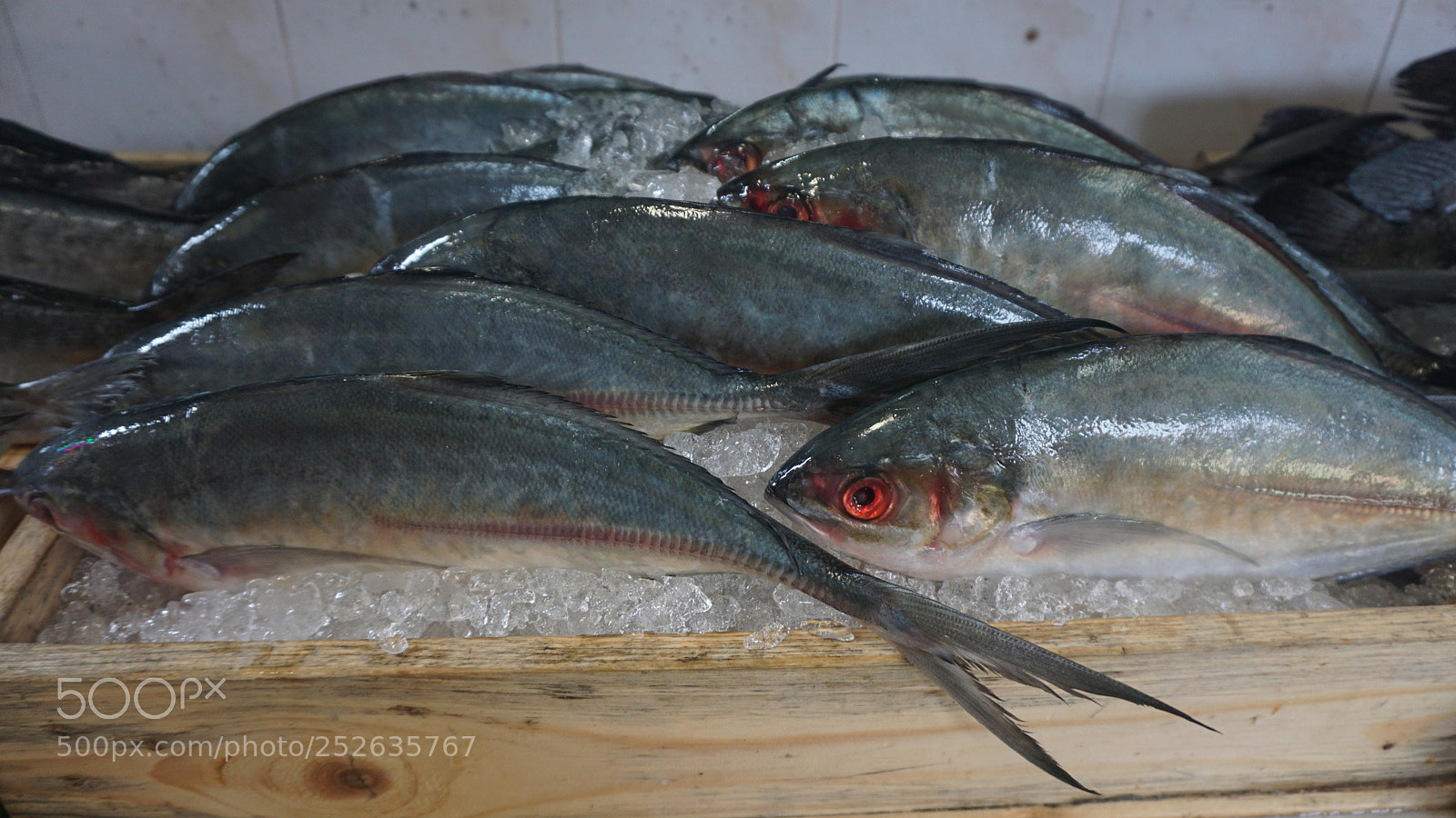 Sony a6000 sample photo. Fresh fish photography