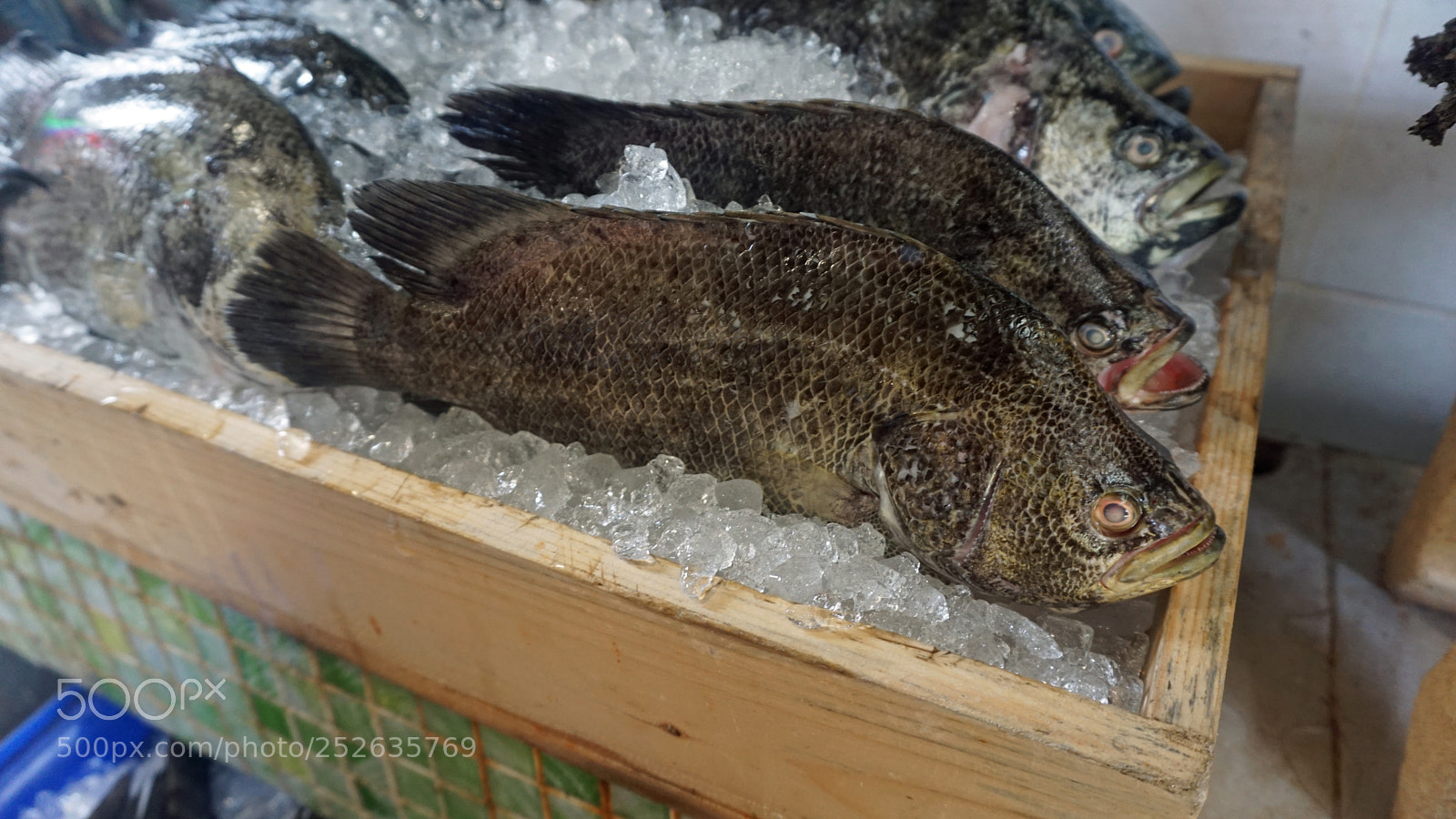 Sony a6000 sample photo. Fresh fish photography